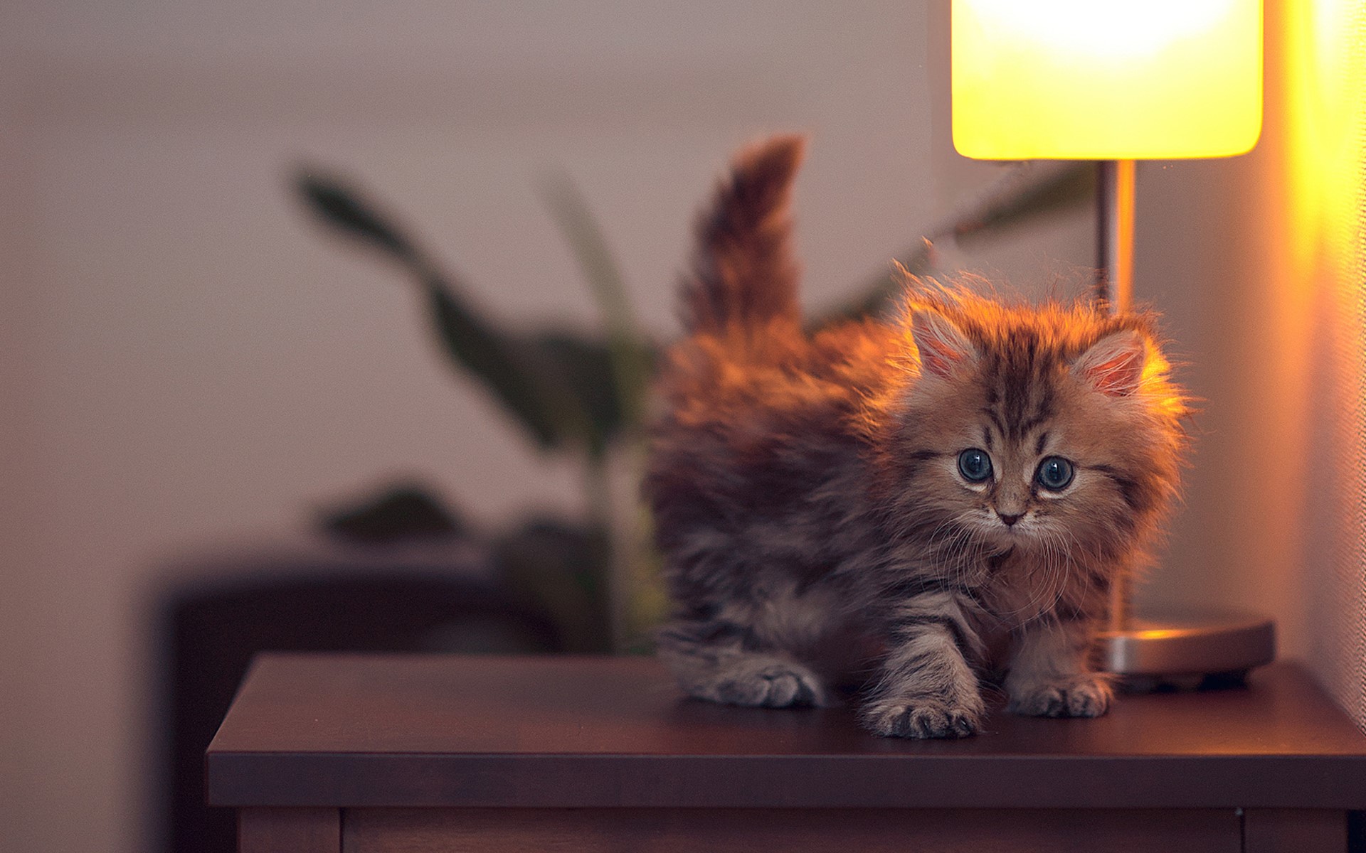 Fluffy kitten with blue eyes on a table HD Wallpaper