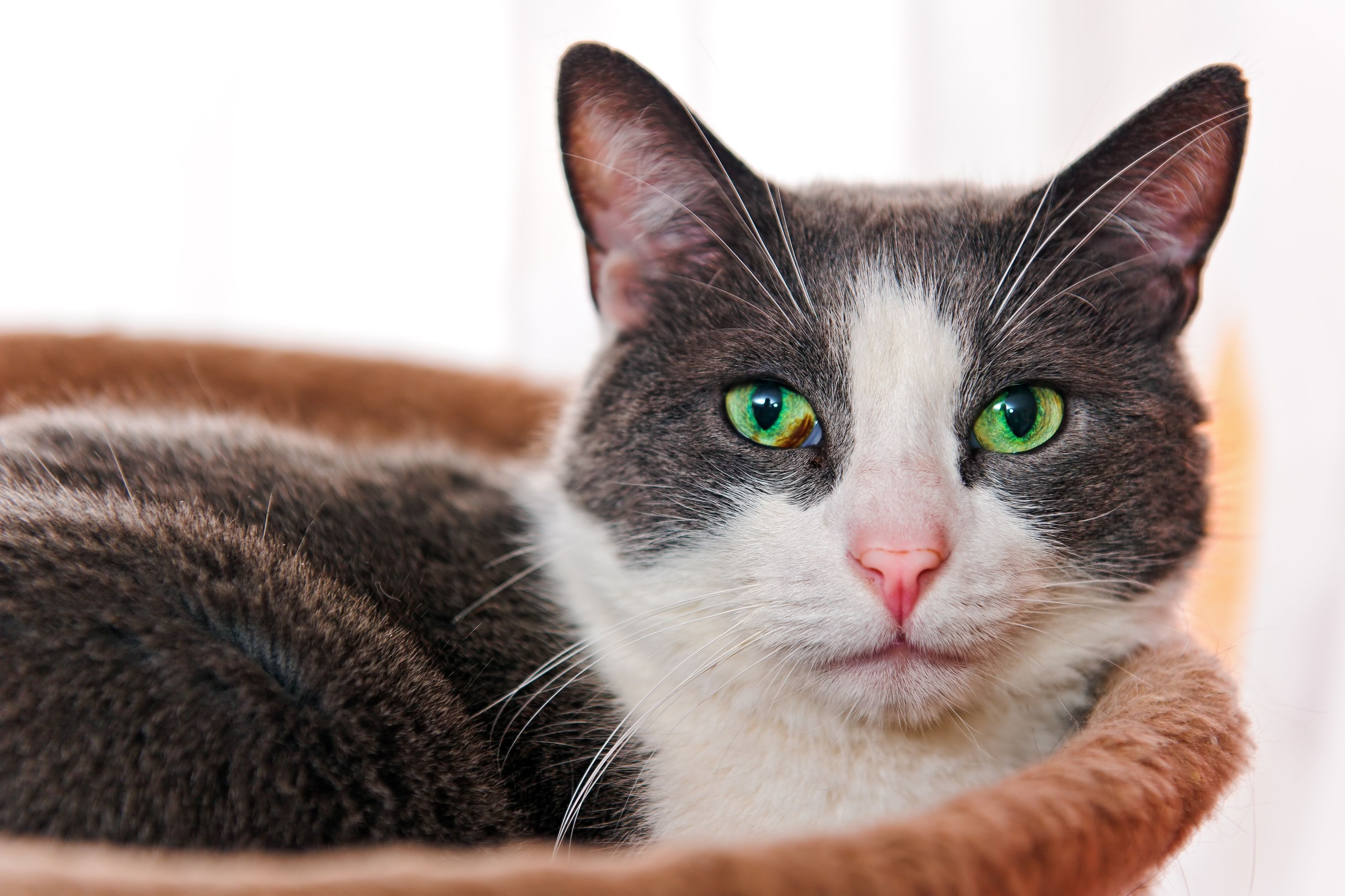 4K Cat HD Wallpaper