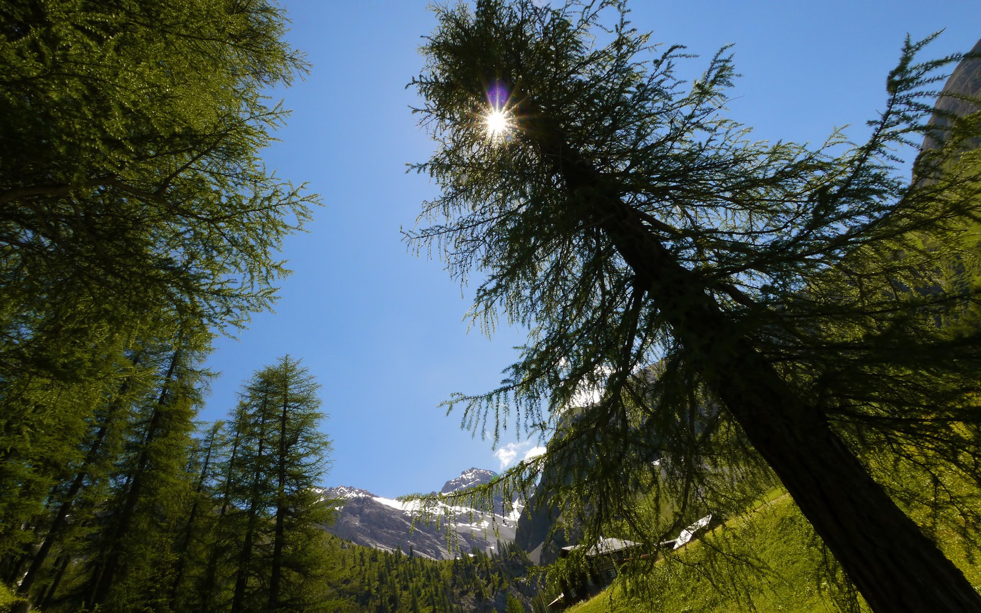 Sun shining through trees in a mountain landscape HD Wallpaper