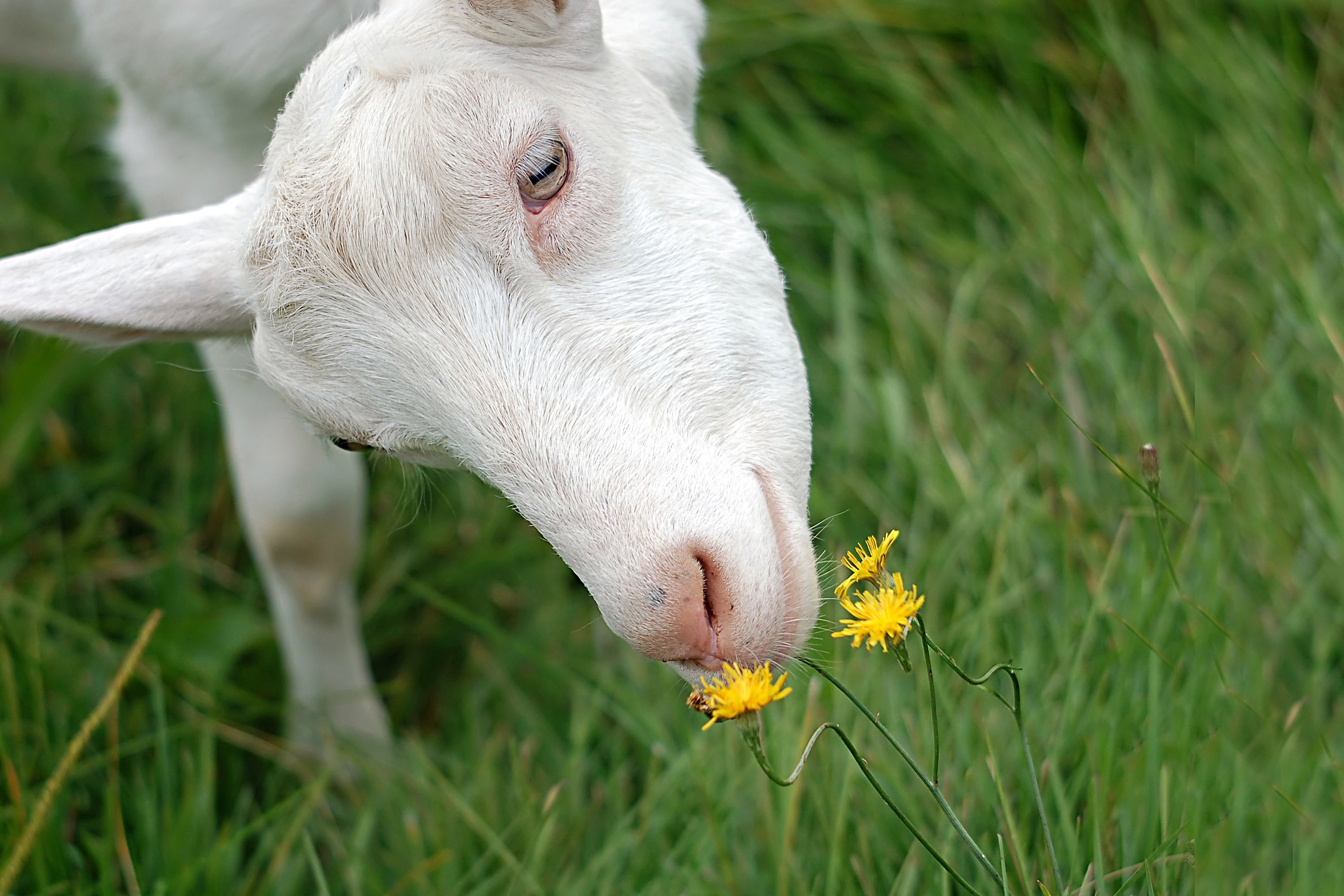 White goat smelling yellow flowers in a field HD Wallpaper