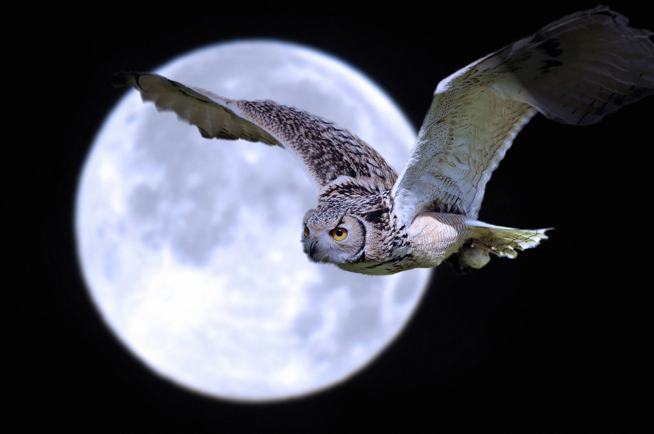 Owl flying in front of the moon HD Wallpaper