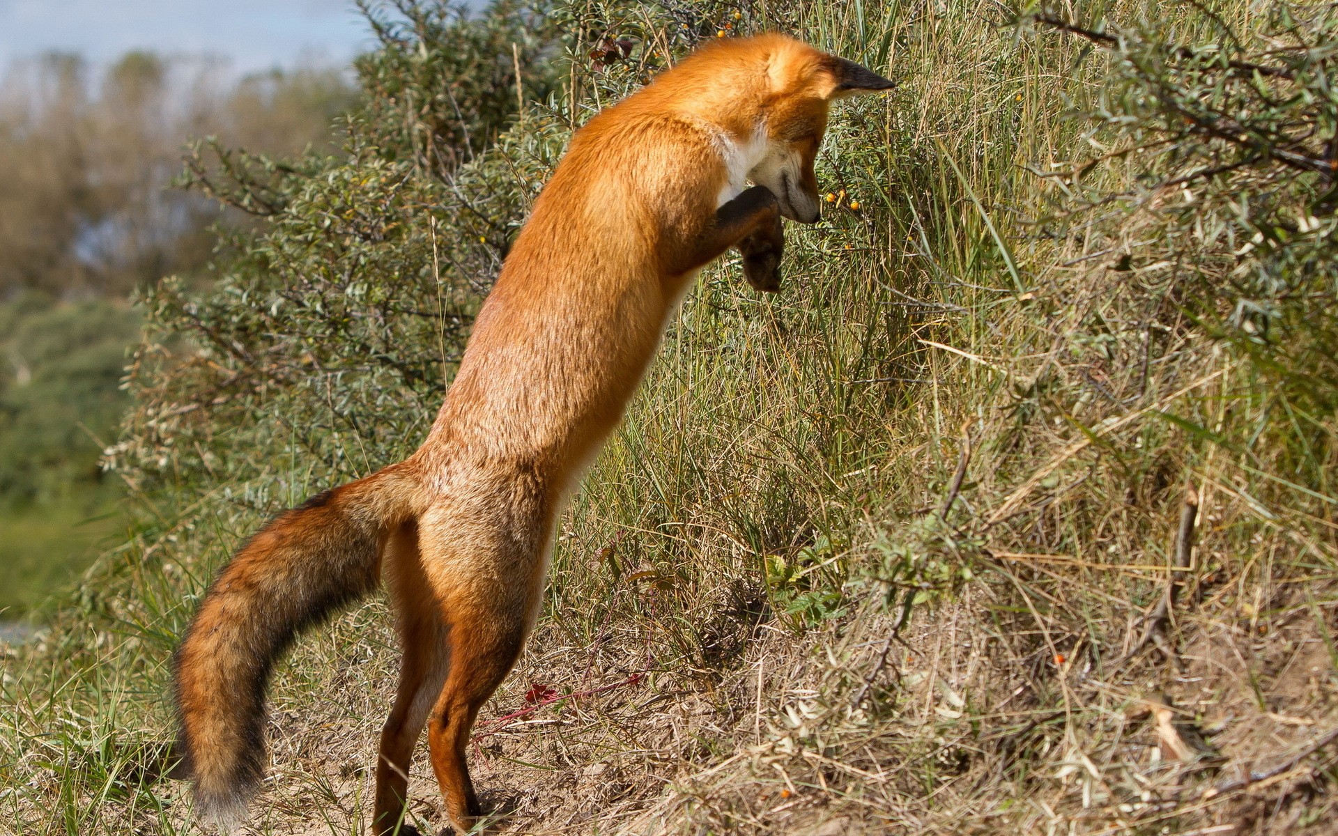 Red fox jumping in tall grass HD Wallpaper