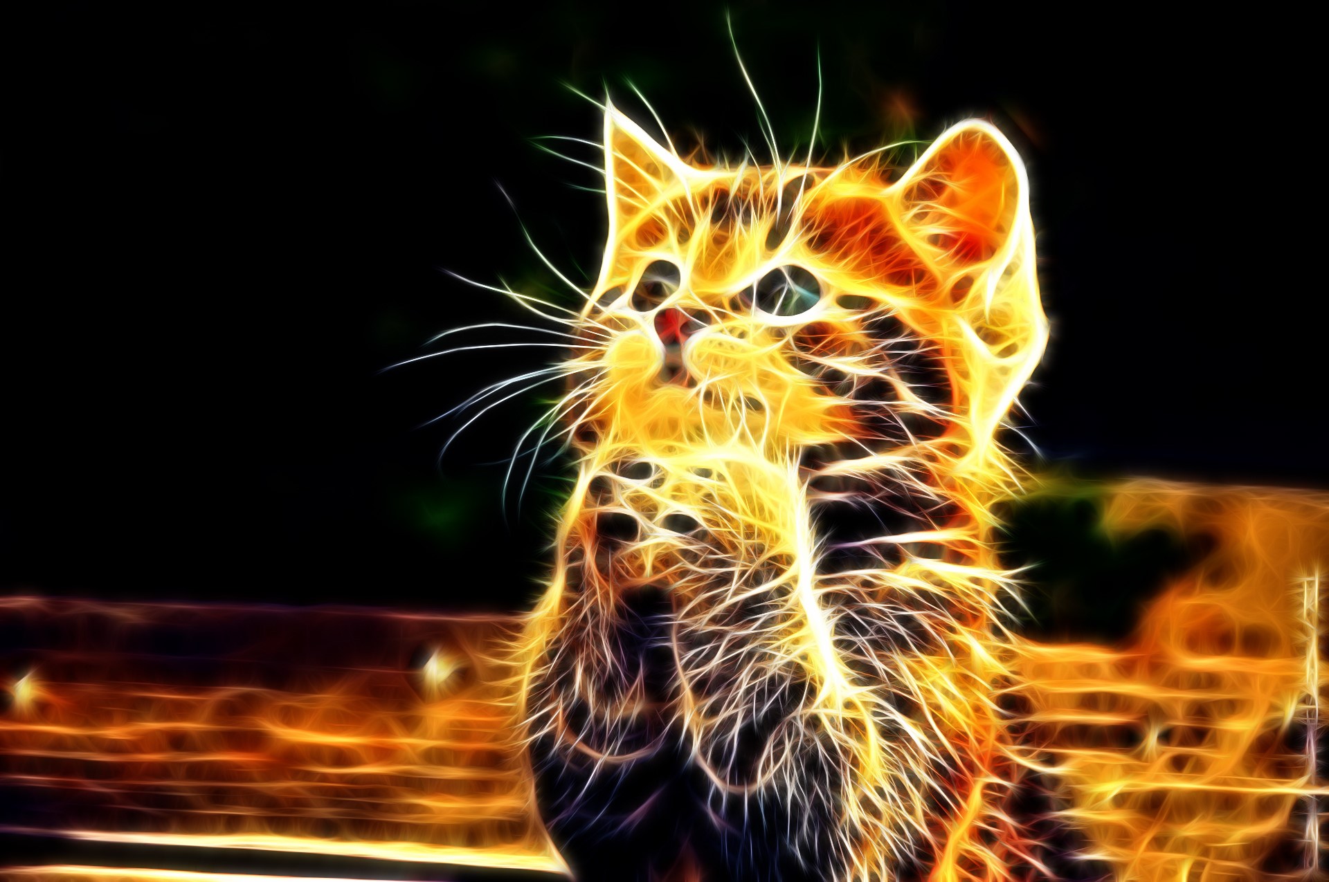 Kitten with glowing fur looking up HD Wallpaper