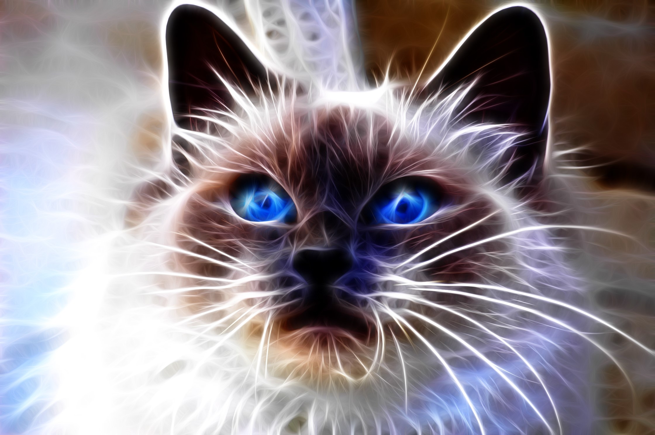 Close-up of a Siamese cat with bright blue eyes HD Wallpaper