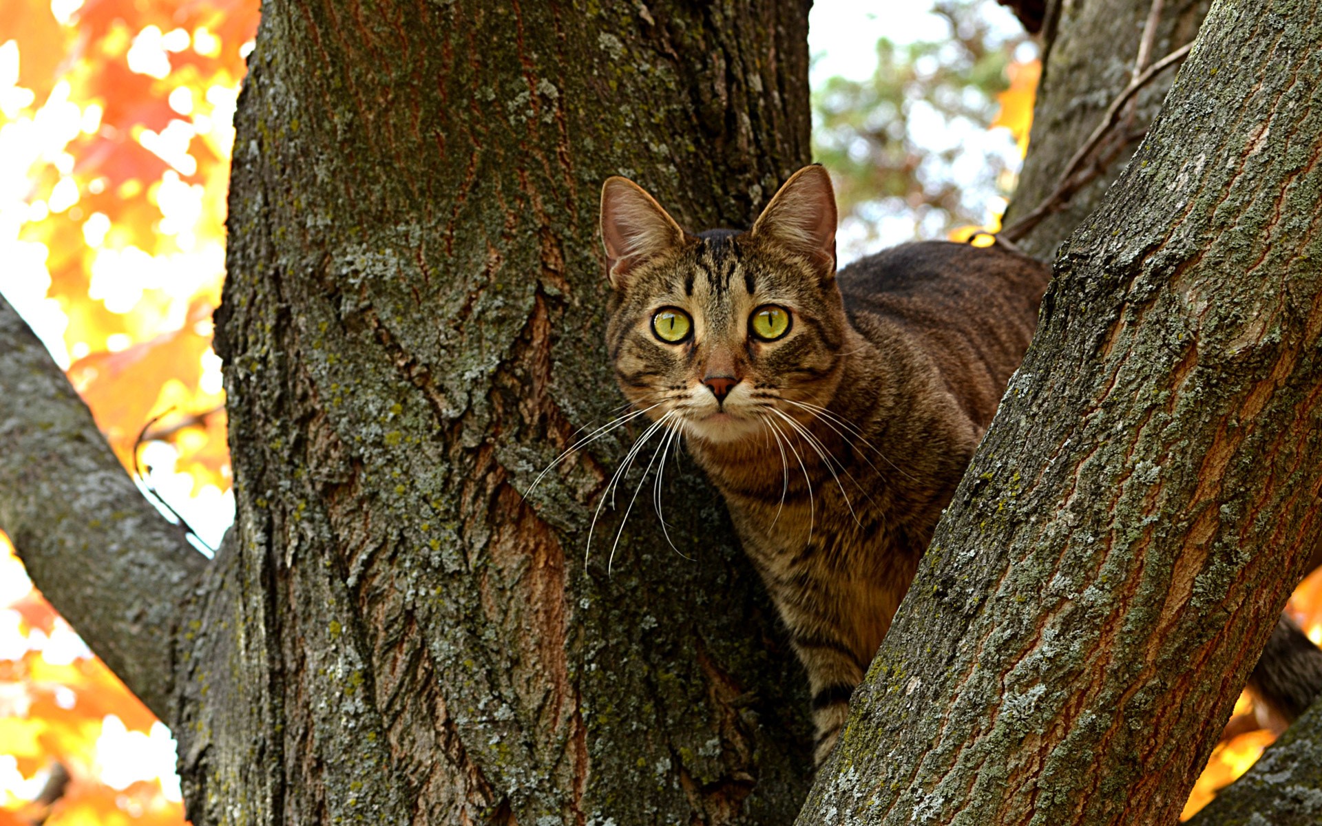 Tabby cat perched on a tree branch HD Wallpaper