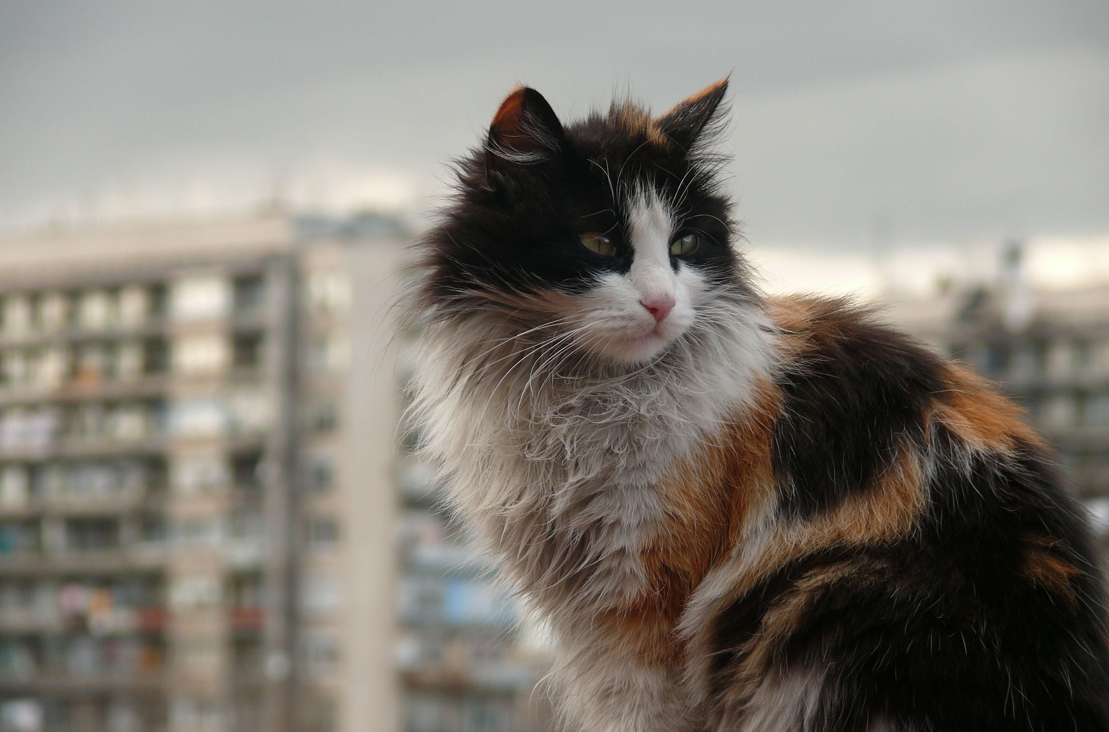 A calico cat with fluffy fur sits outdoors HD Wallpaper
