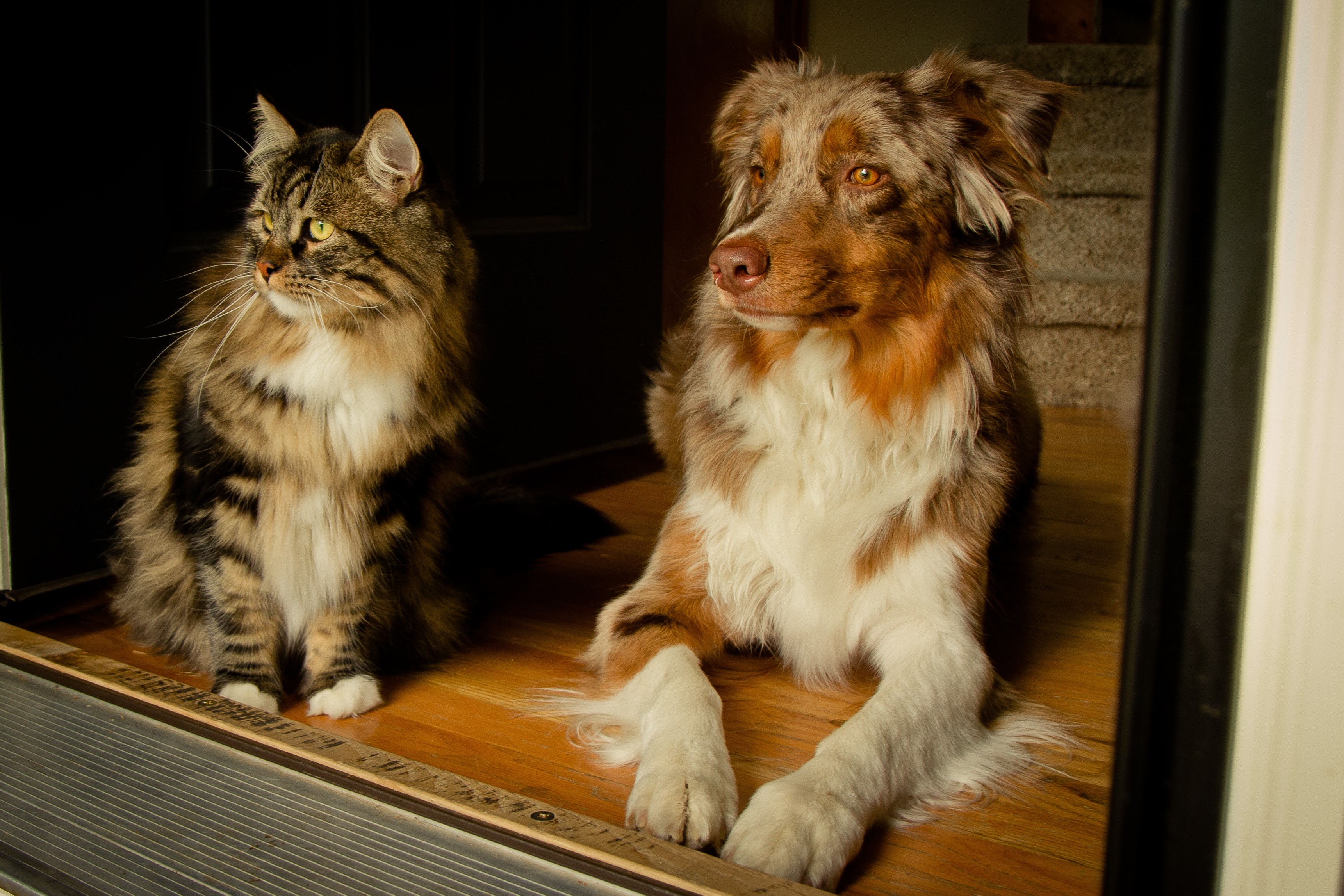 Cat and Australian Shepherd dog looking out a doorway HD Wallpaper
