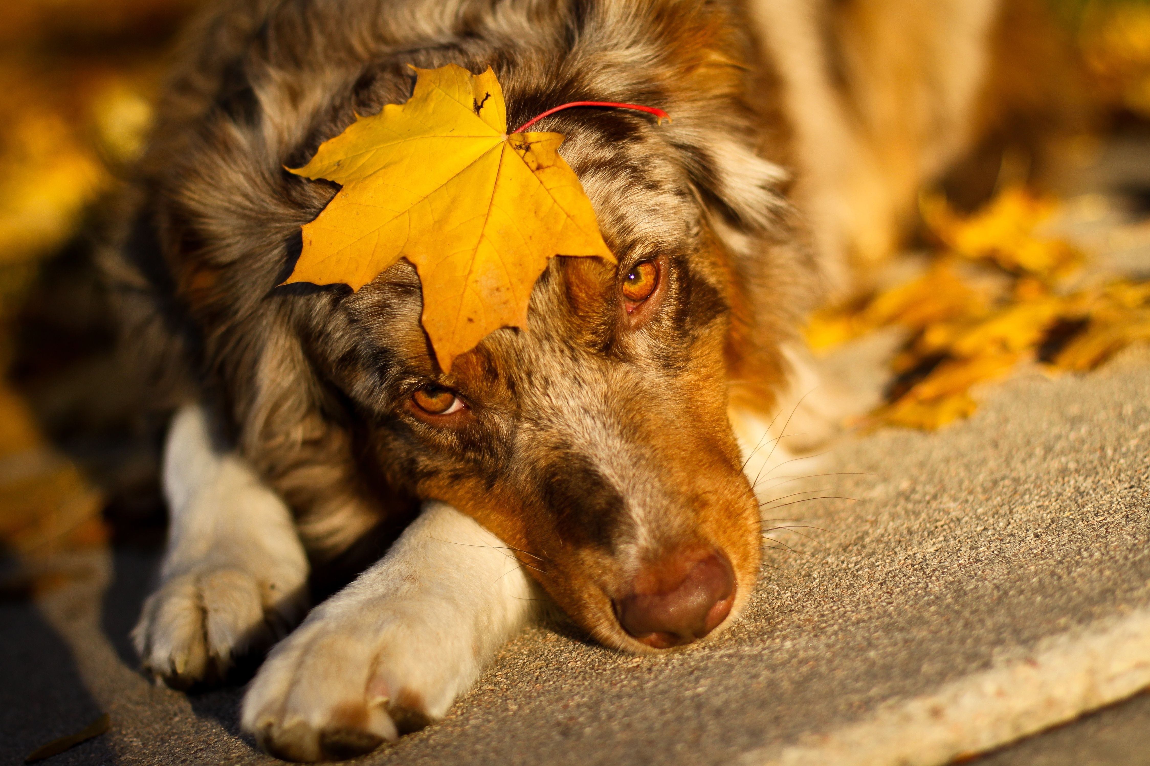 Australian Shepherd with Maple Leaf HD Wallpaper