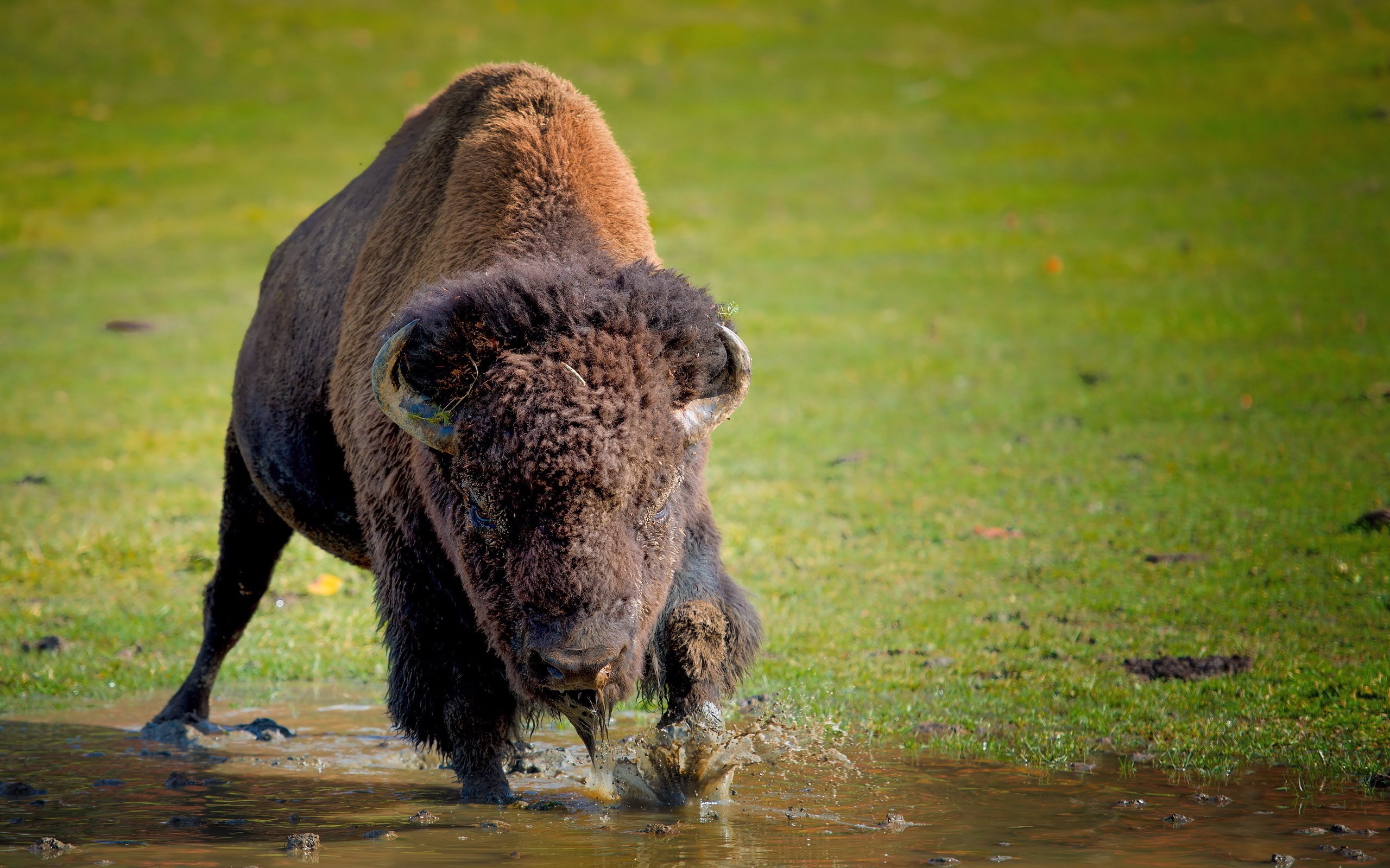 Bison walking through shallow water HD Wallpaper