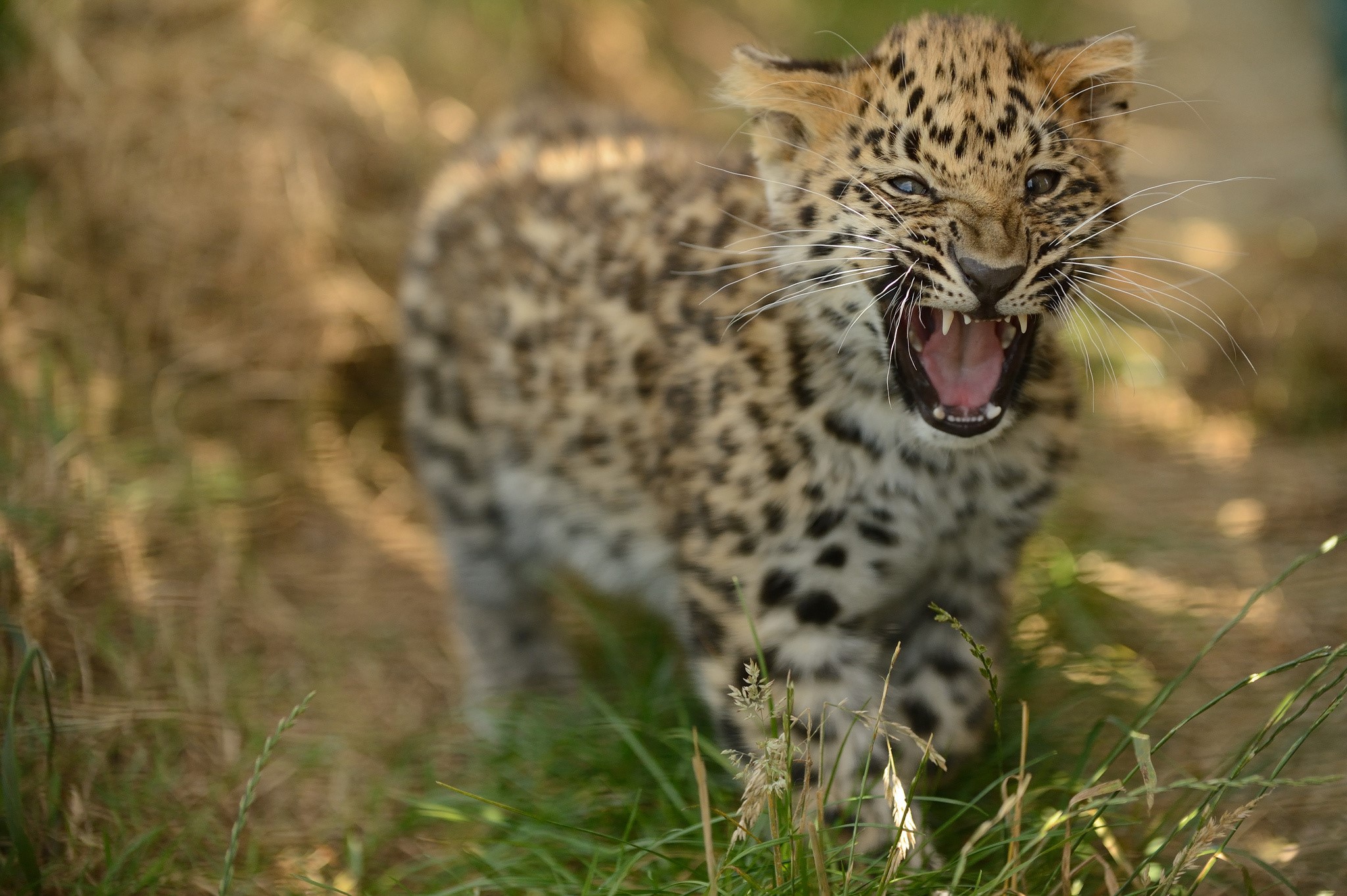 Leopard cub roaring in grass HD Wallpaper