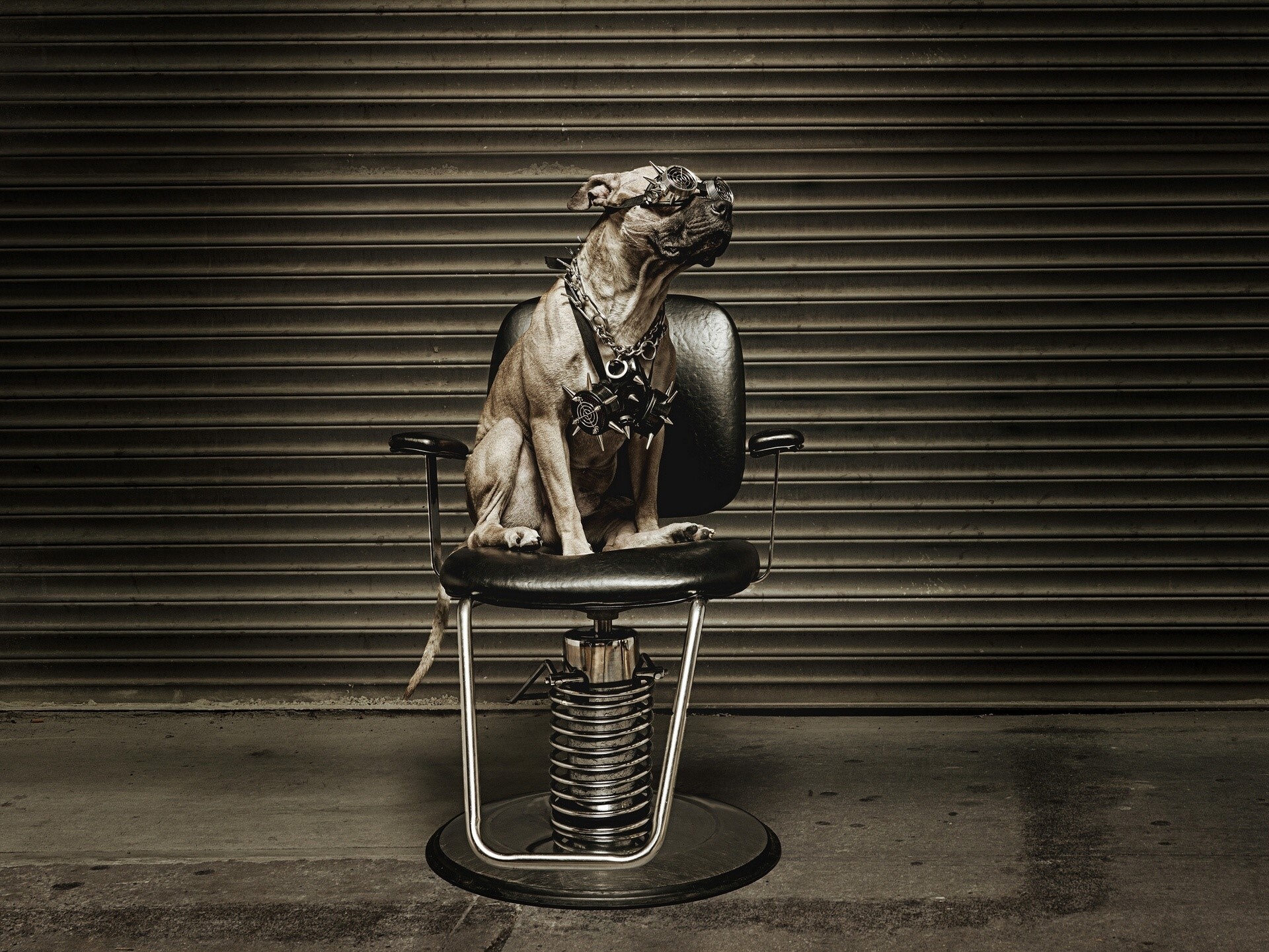 Dog wearing spiked collar sitting on barber chair HD Wallpaper