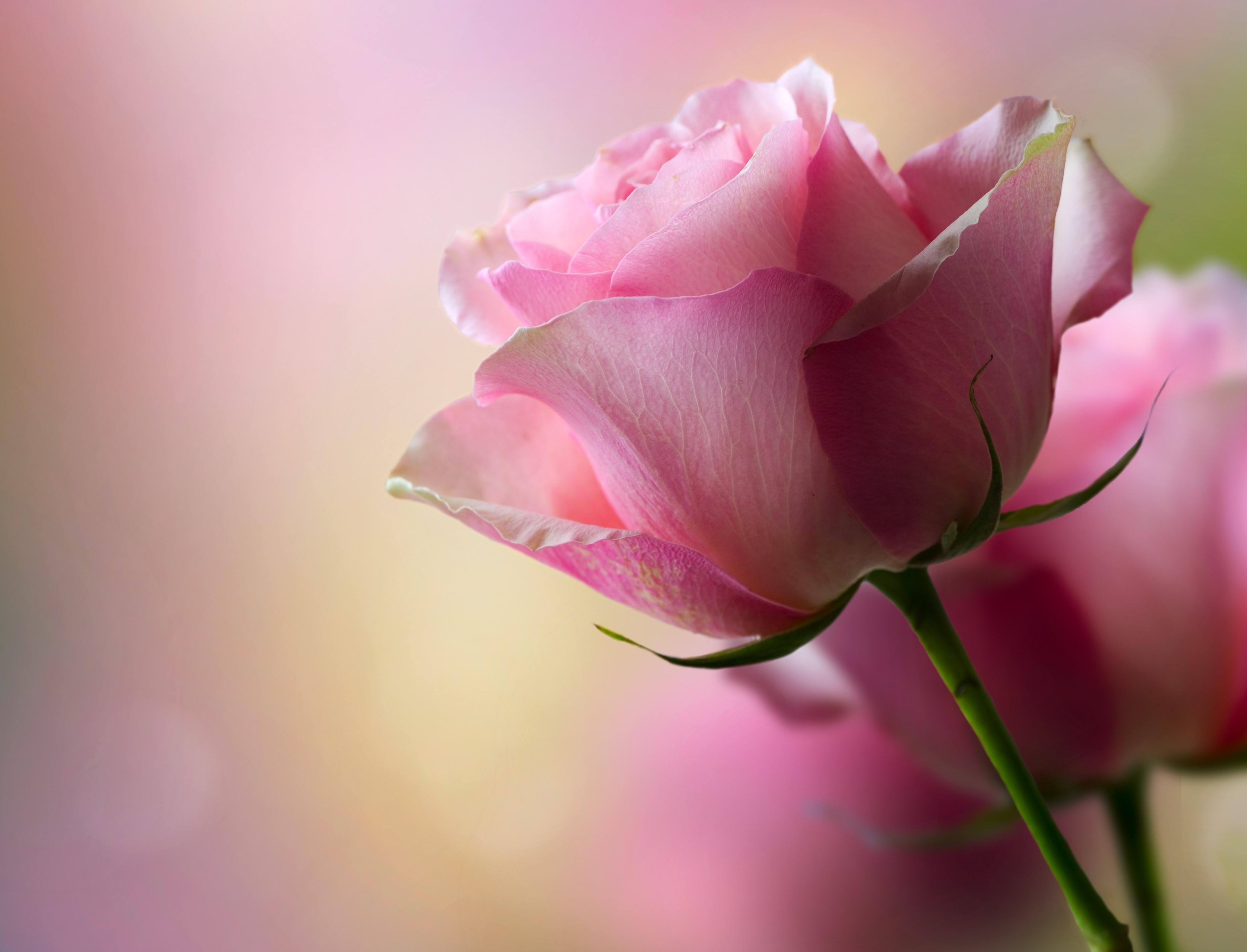 Close-up of a pink rose with soft background HD Wallpaper