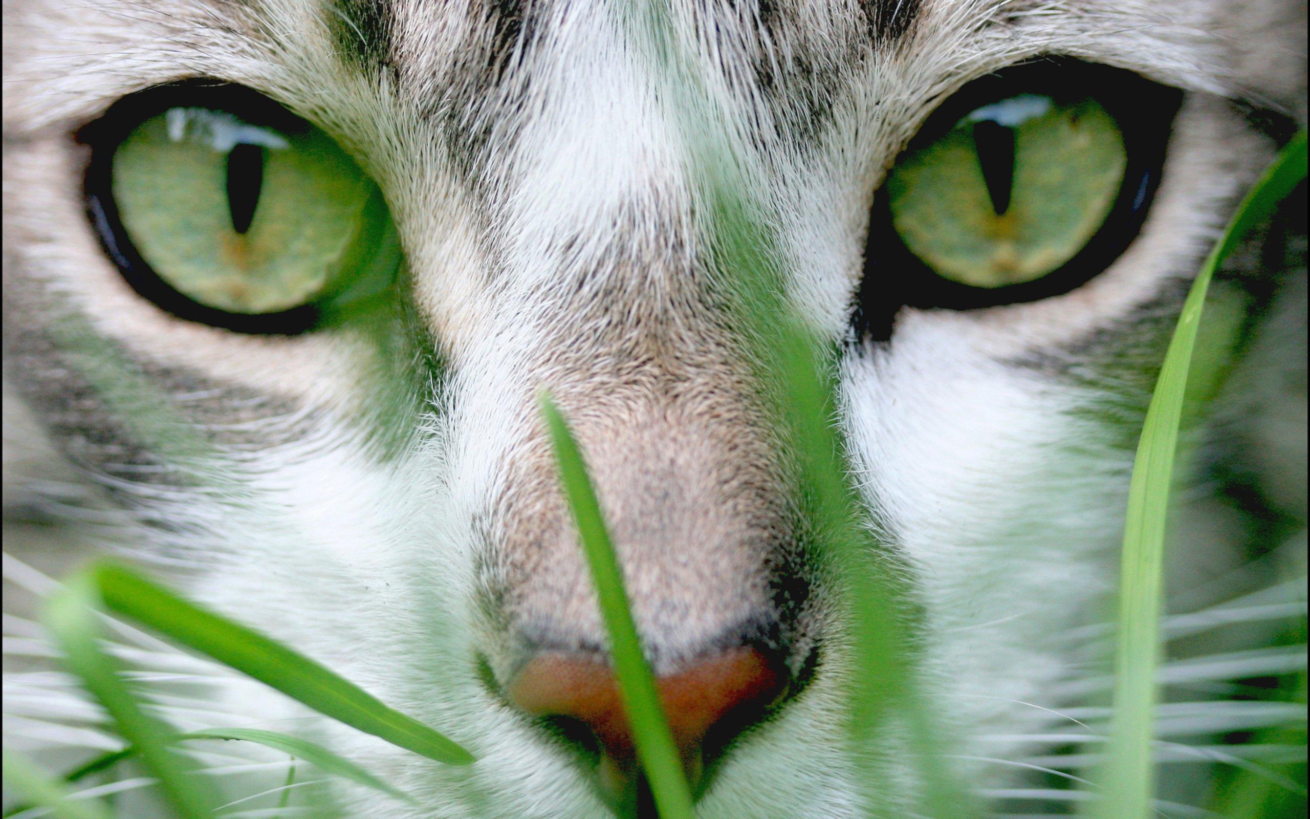 Close-up of a cat's face with green eyes HD Wallpaper