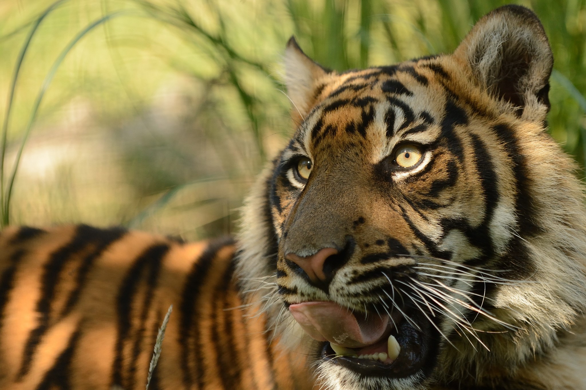 Tiger licking its lips in tall grass HD Wallpaper