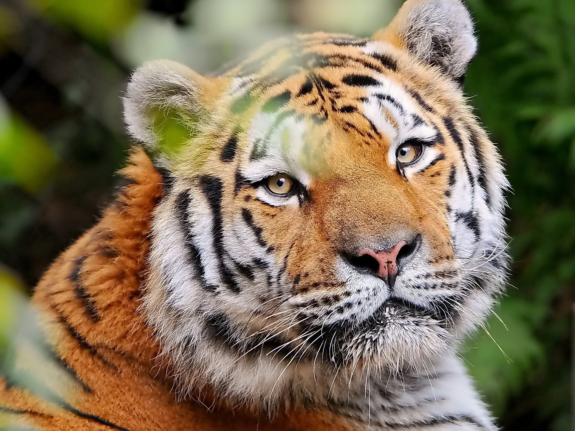 Close-up of a tiger's face HD Wallpaper