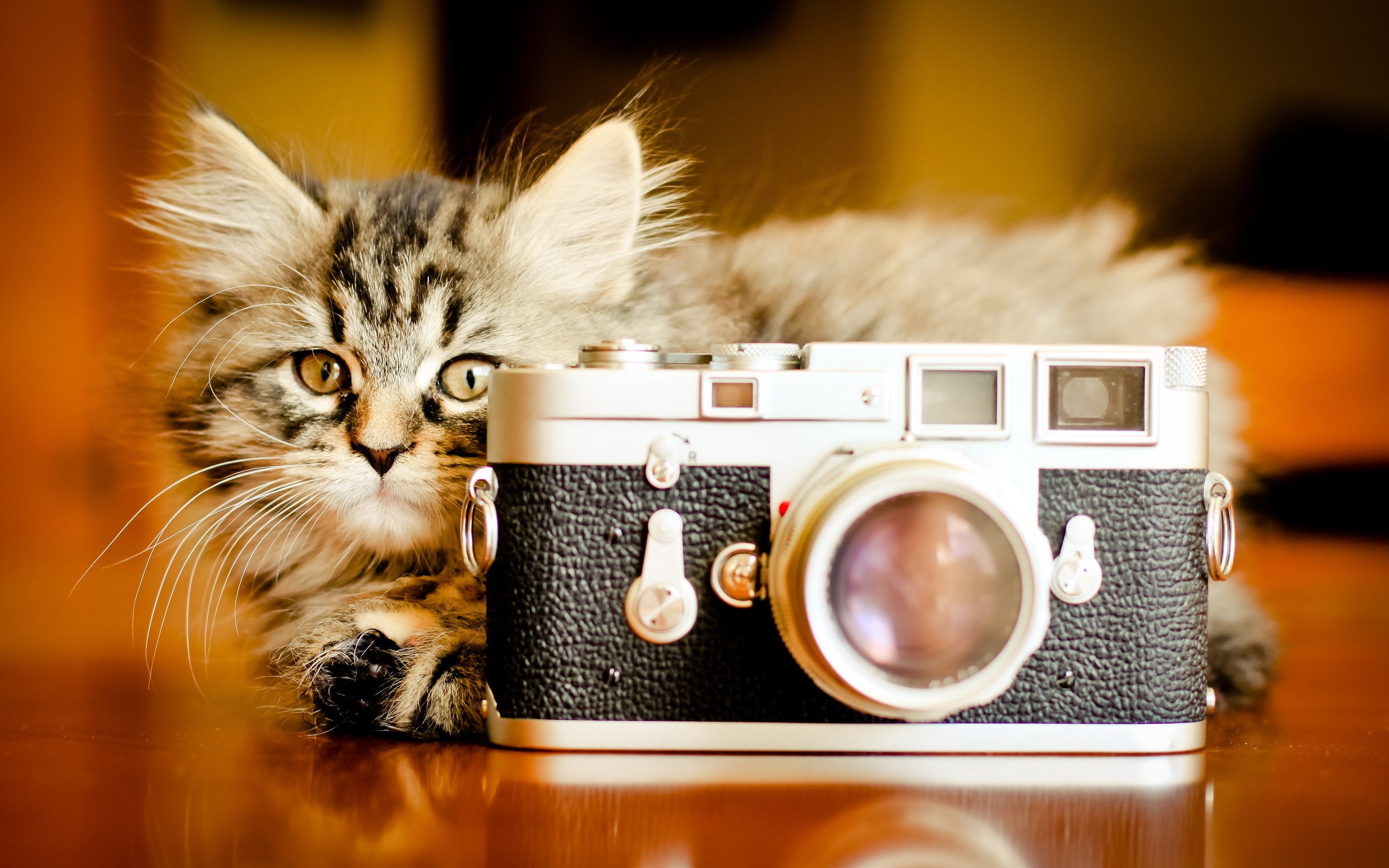 Kitten with a vintage camera HD Wallpaper