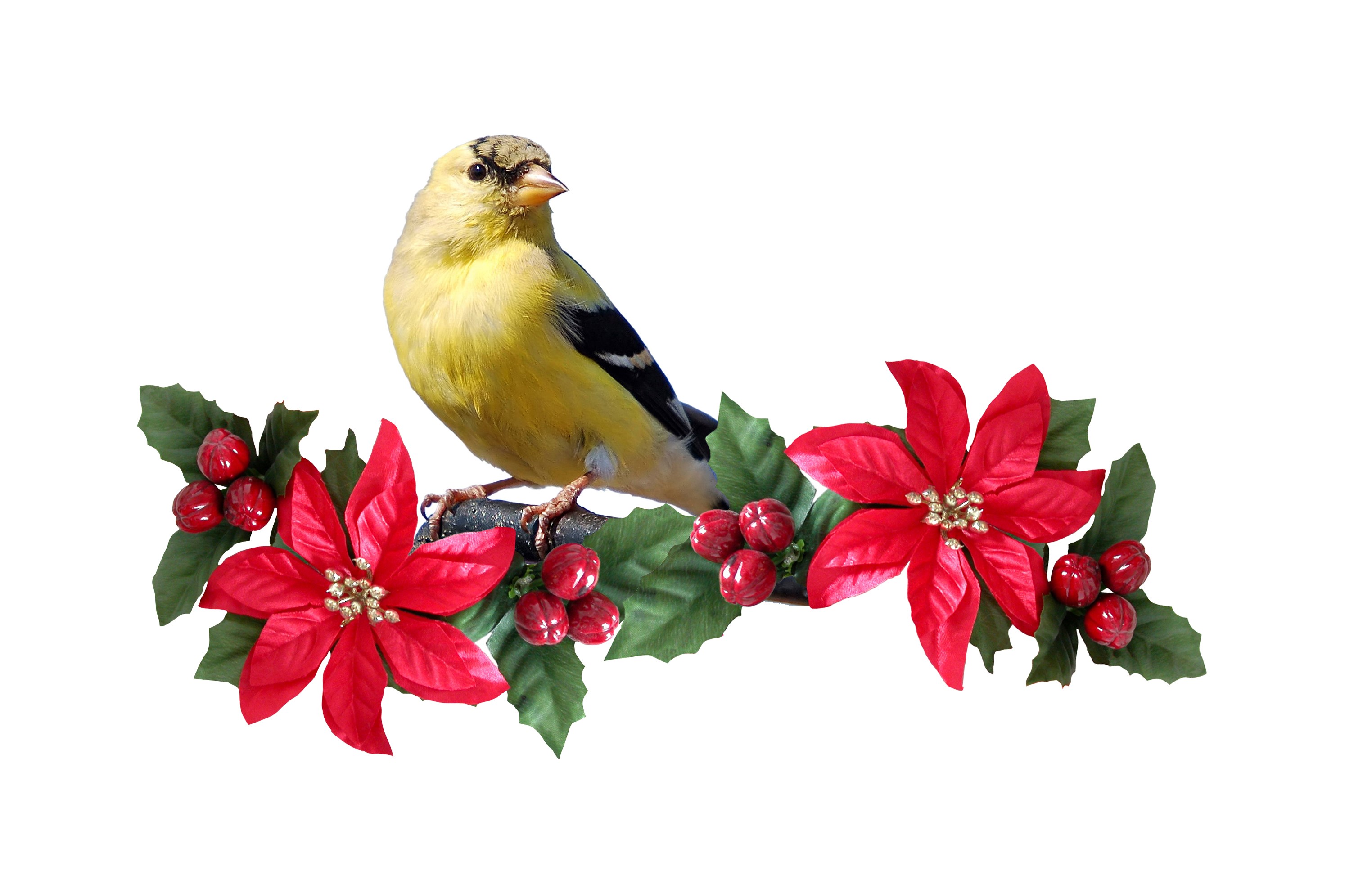 Goldfinch perched on a branch with poinsettias HD Wallpaper