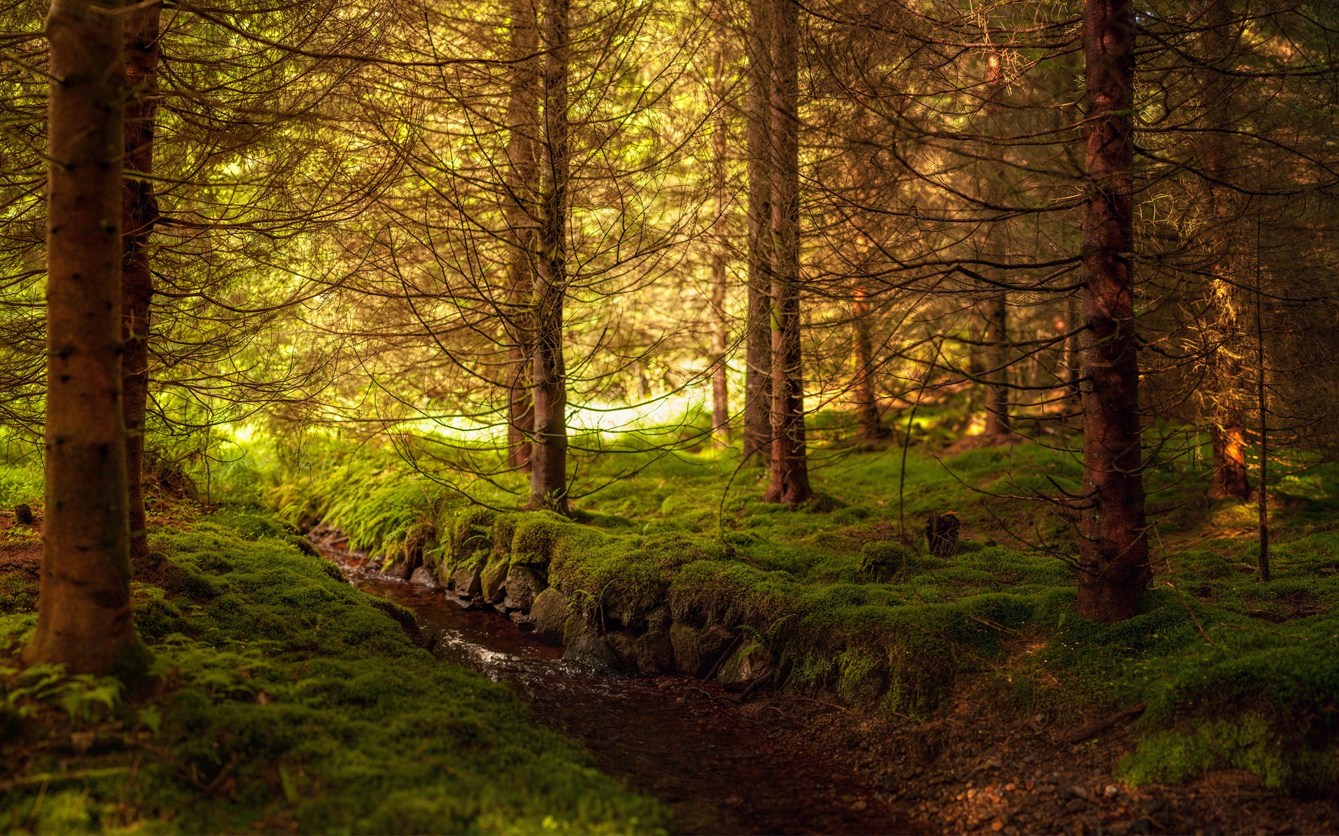 A mossy forest path with a small stream HD Wallpaper