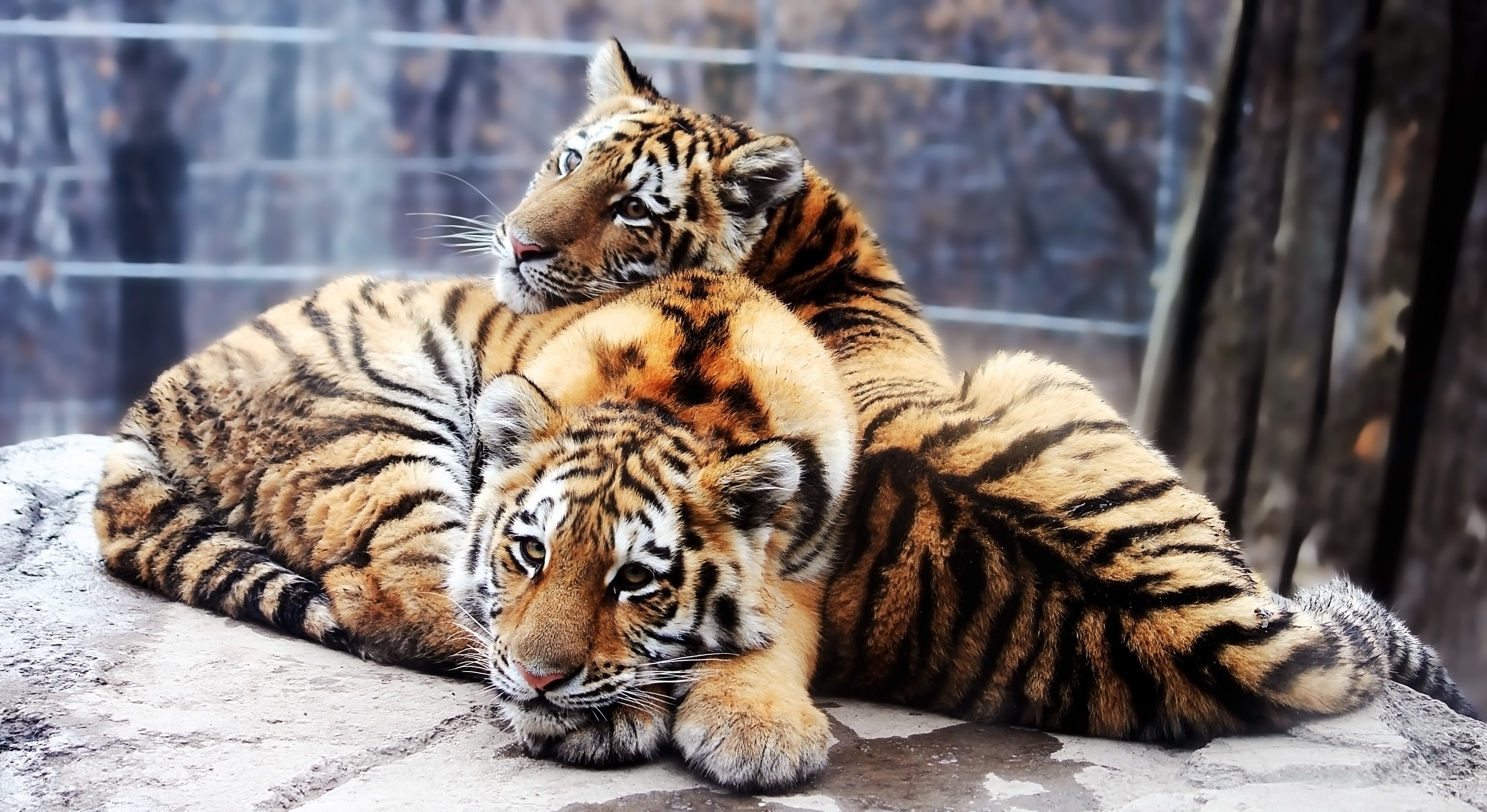 Two tiger cubs resting on a rock HD Wallpaper