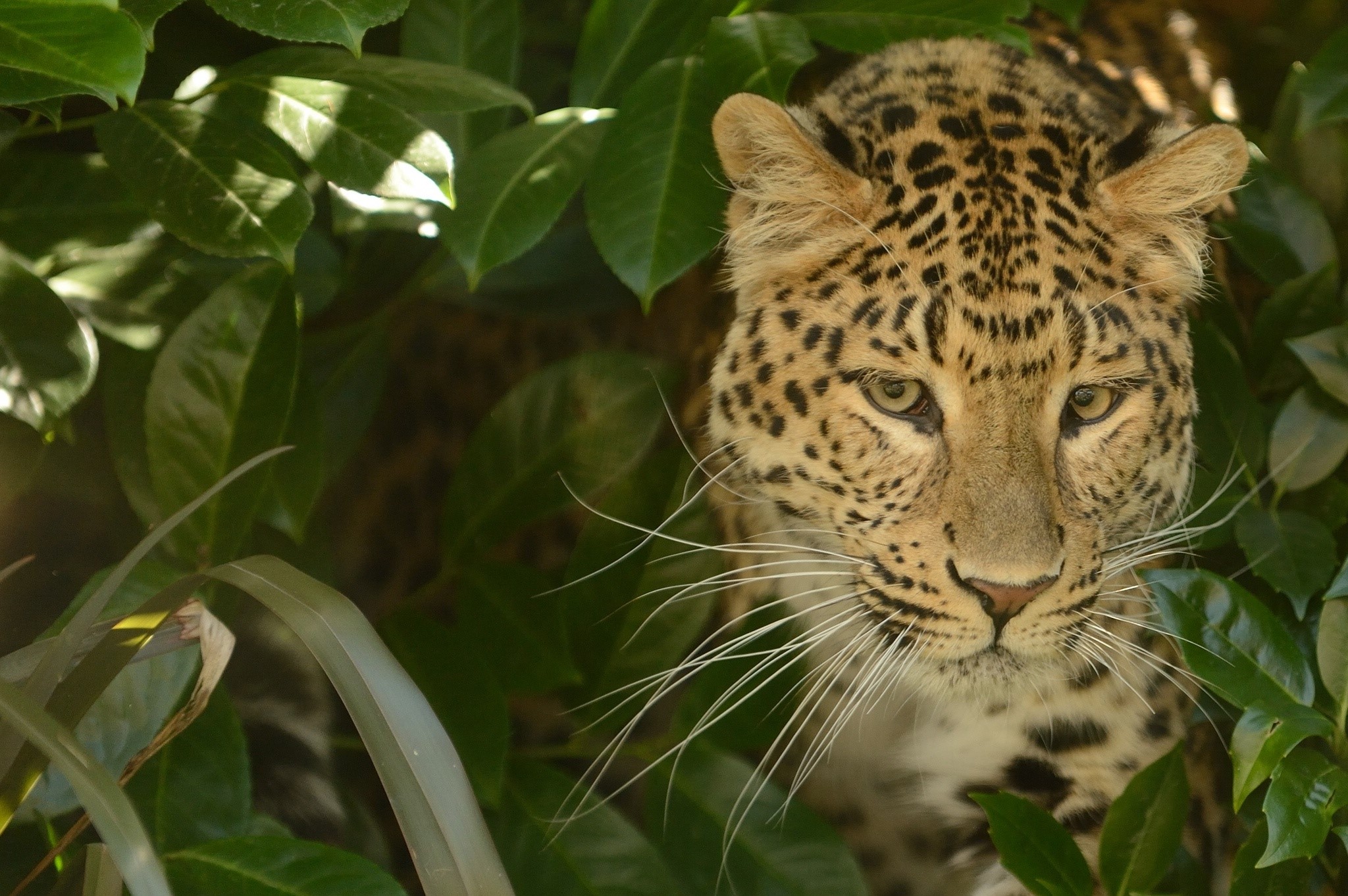 Leopard peeking through green leaves HD Wallpaper