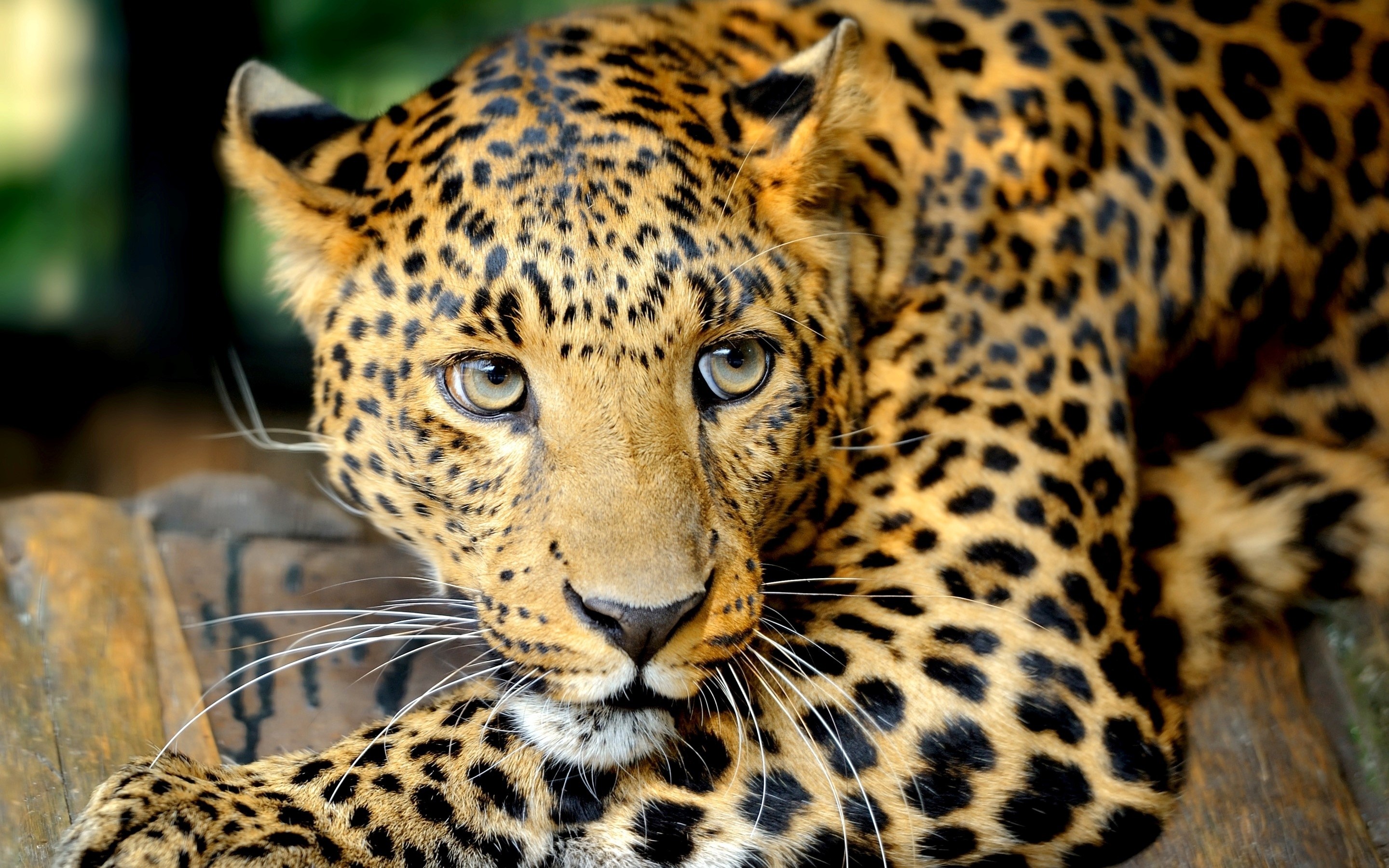 Leopard lying on wood HD Wallpaper