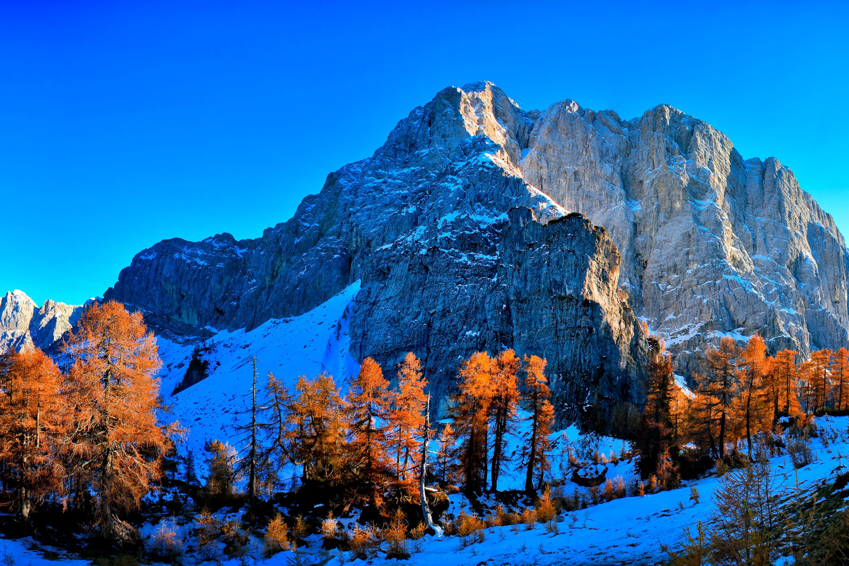 Snowy mountains with autumn trees HD Wallpaper