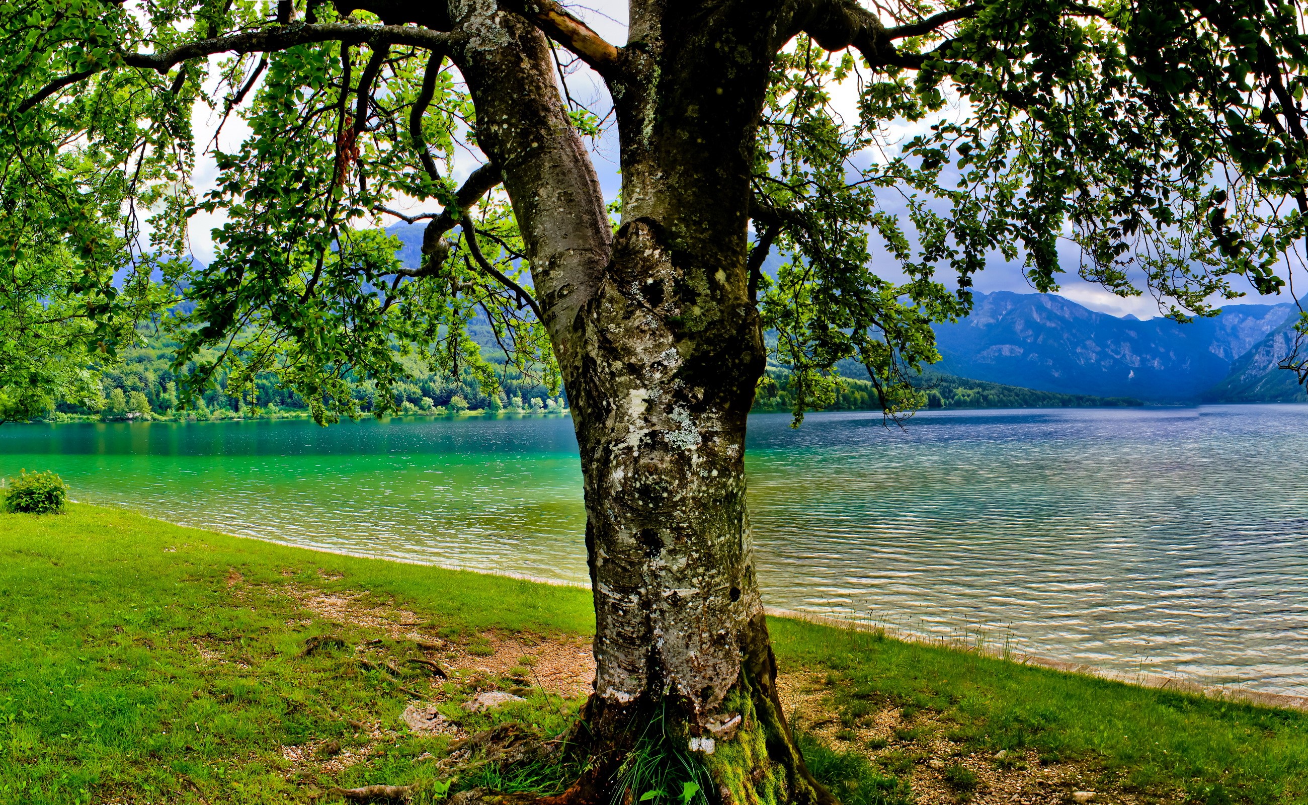 Lake Bohinj in Slovenia with a large tree in the foreground HD Wallpaper