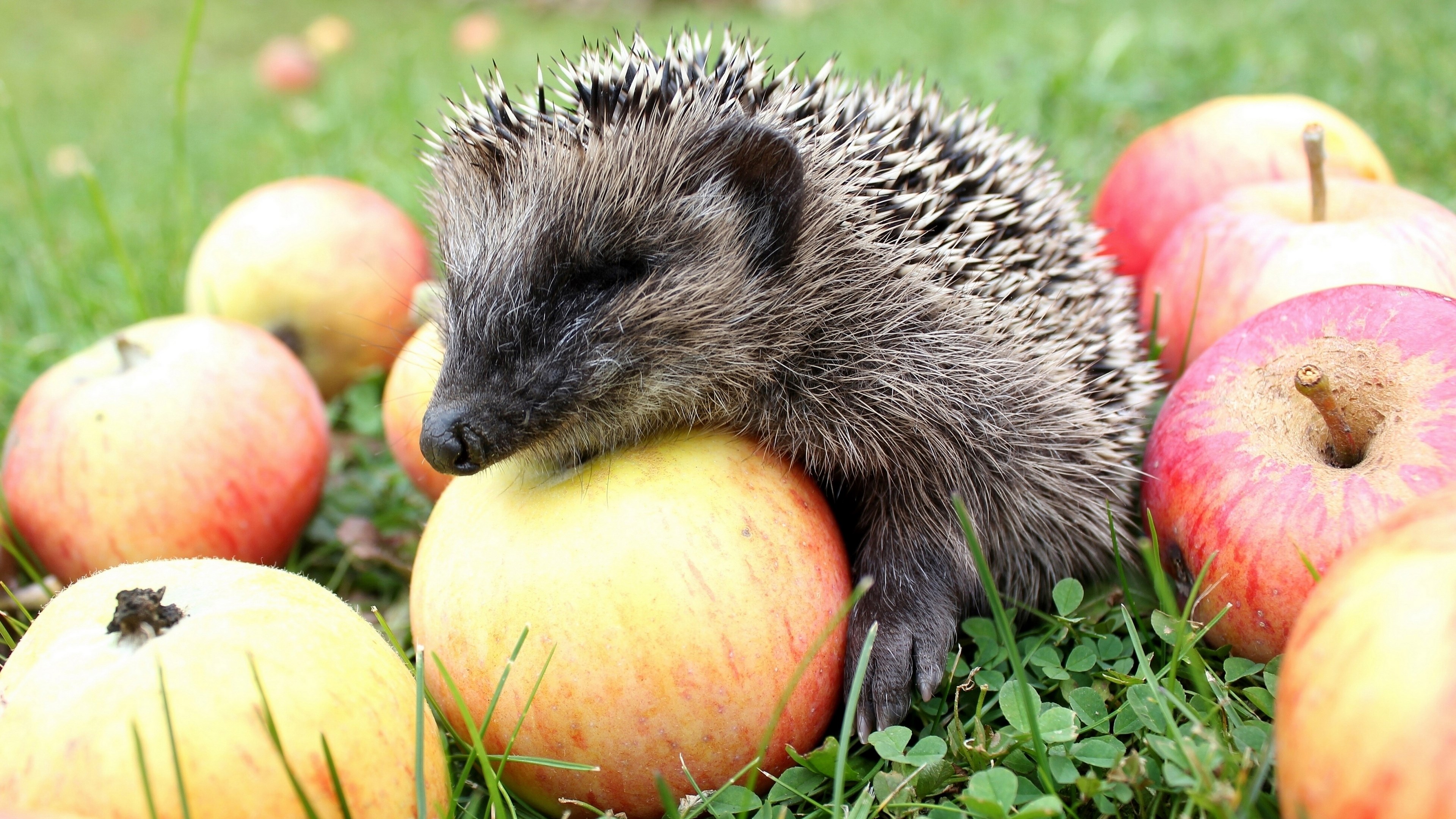 Hedgehog resting on apples in grass HD Wallpaper