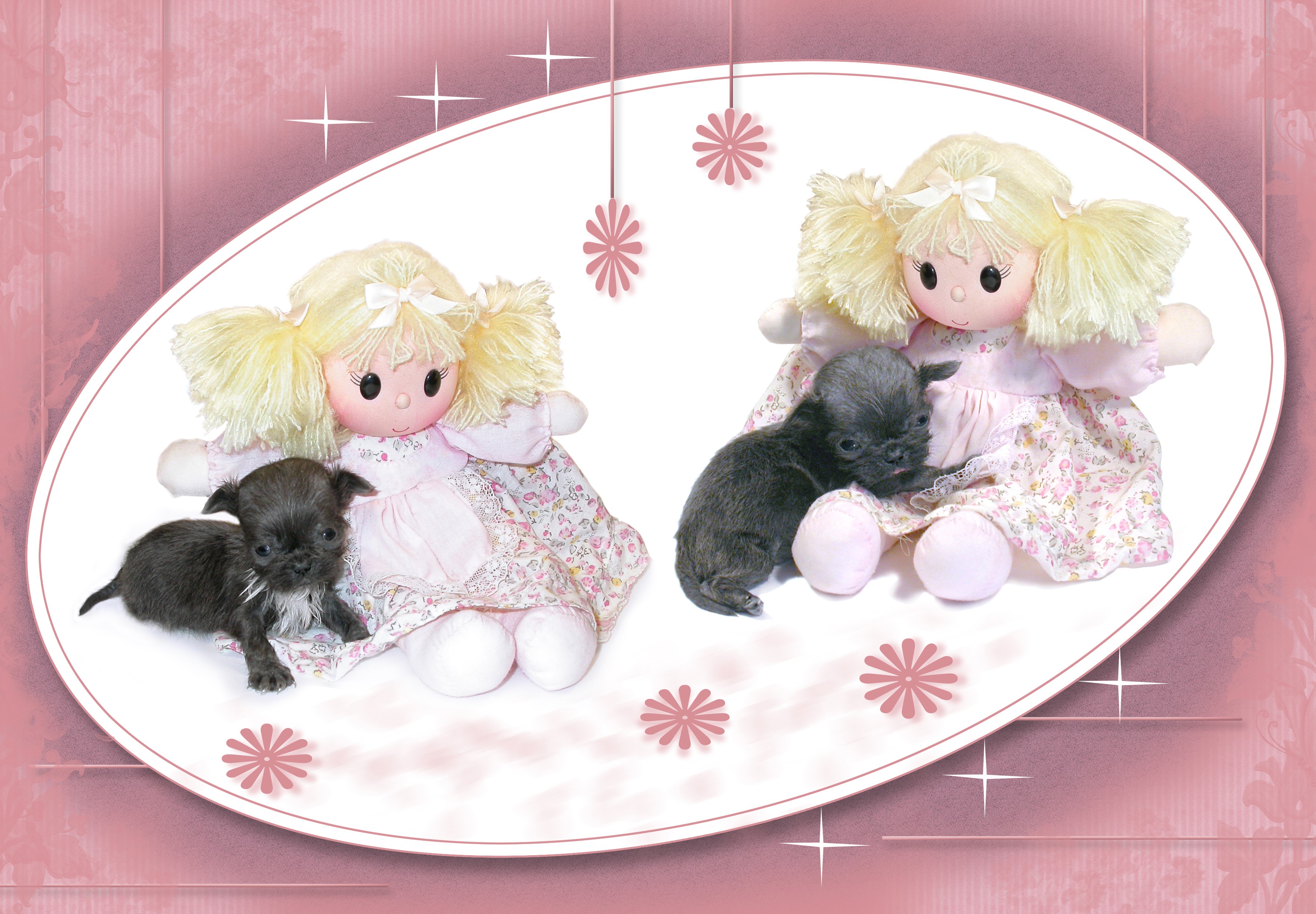 Two rag dolls with puppies HD Wallpaper