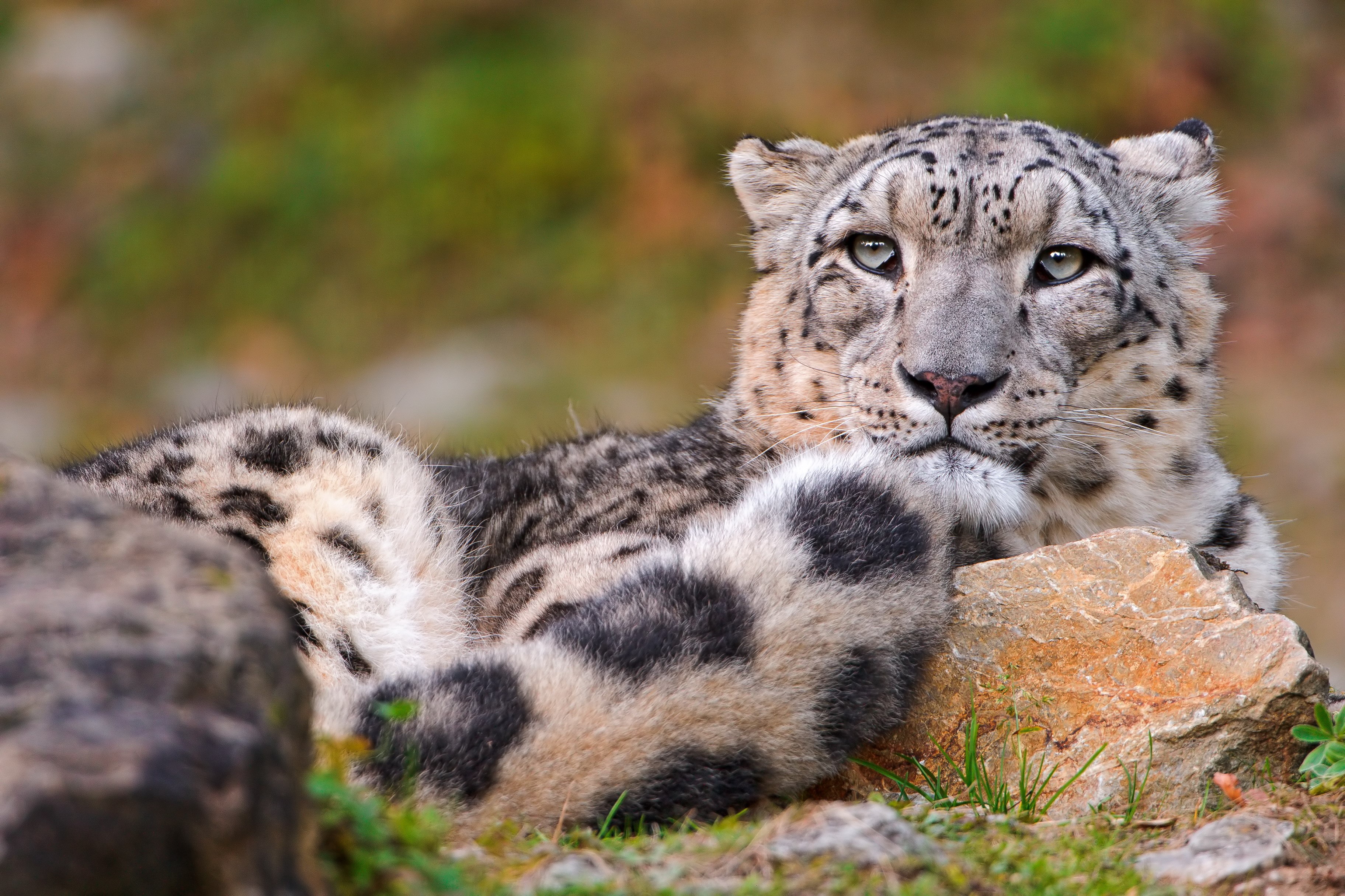 Snow leopard resting on rocks HD Wallpaper
