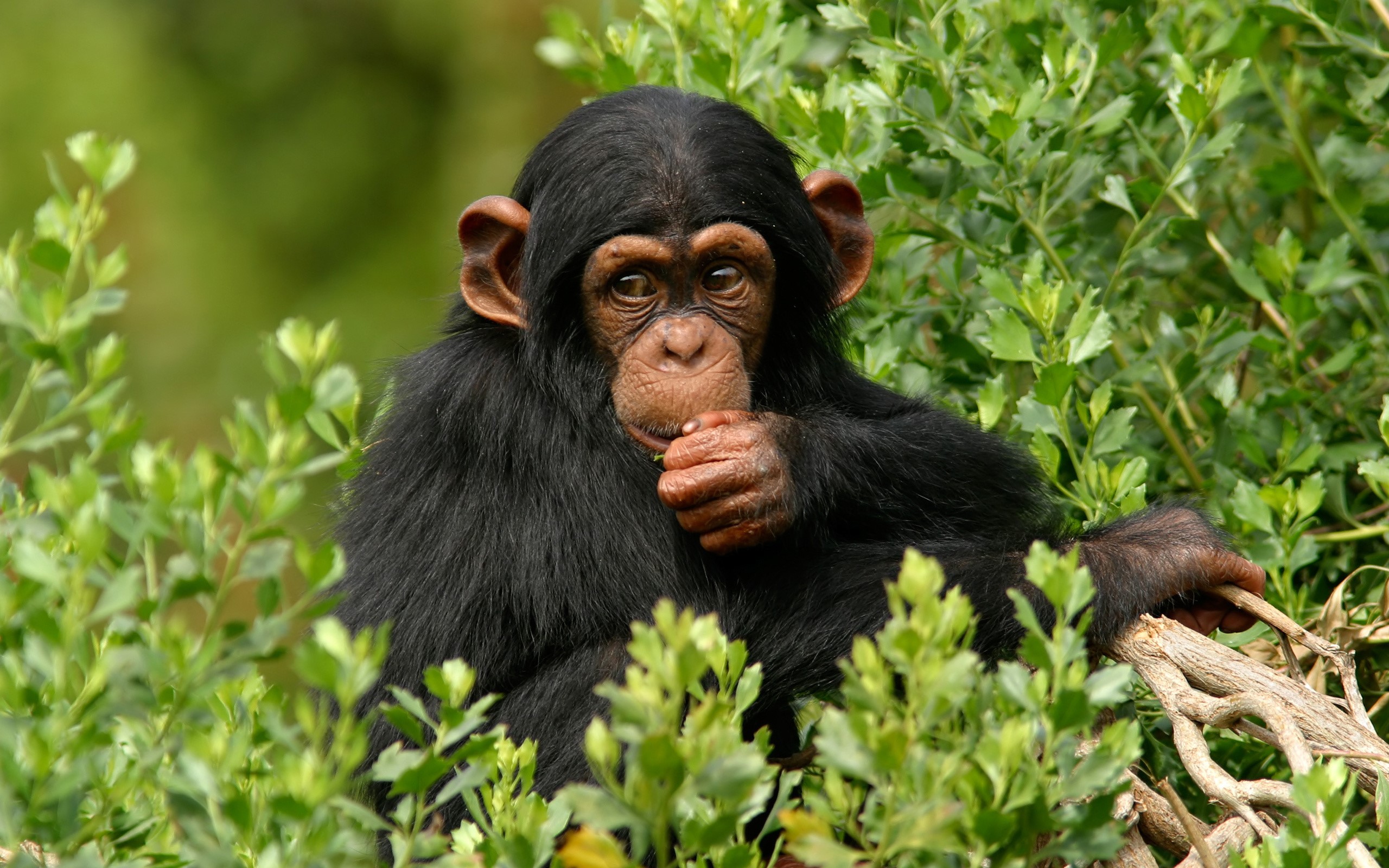 A young chimpanzee sits in green foliage HD Wallpaper