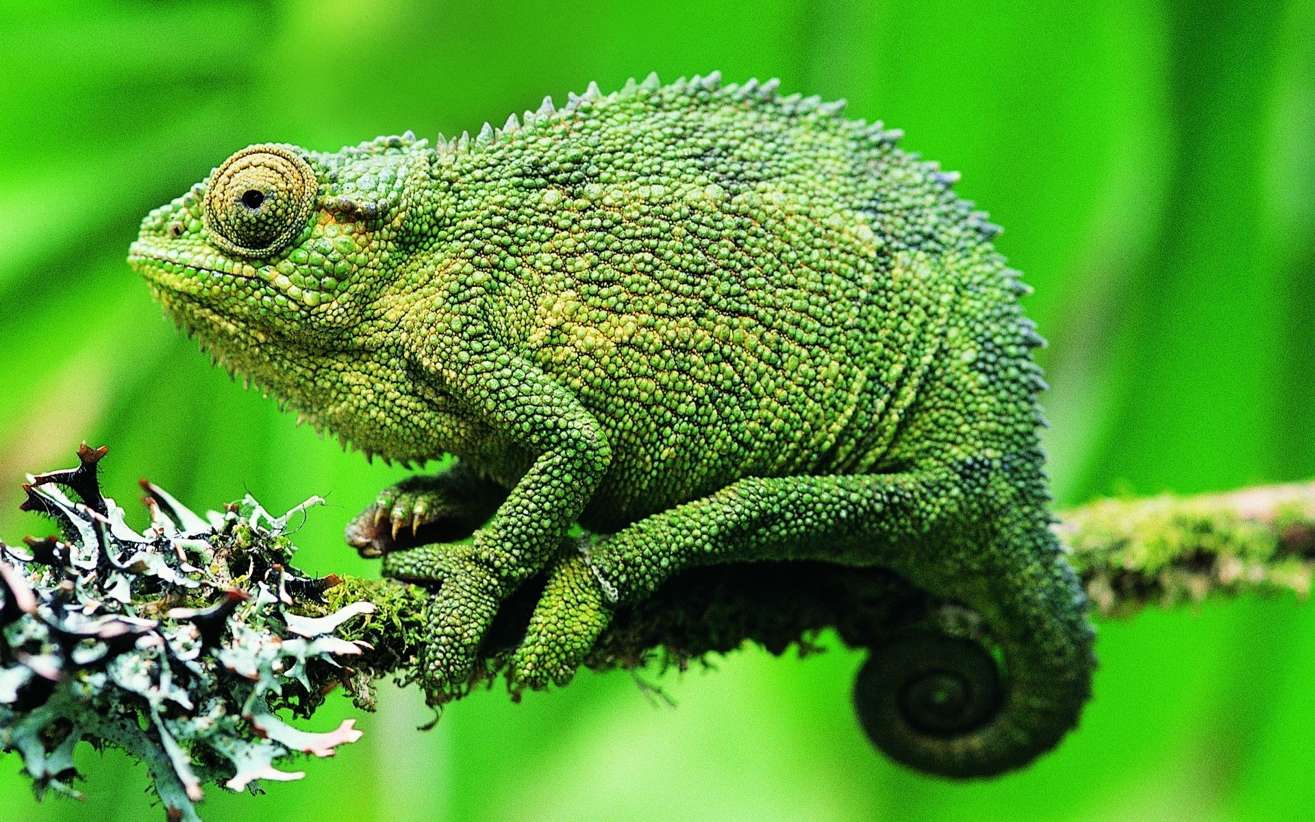 Green chameleon perched on a mossy branch HD Wallpaper