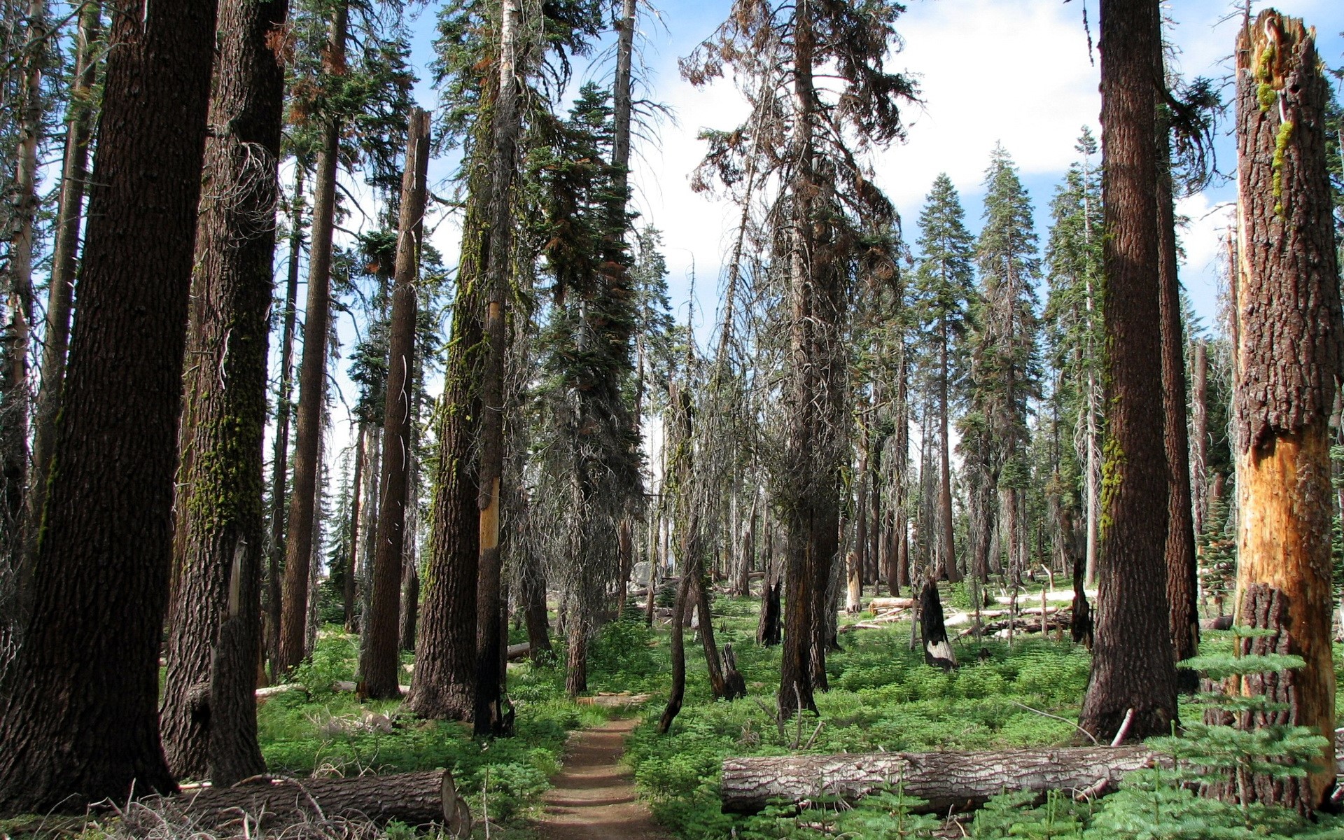 Forest path through sequoias in California HD Wallpaper
