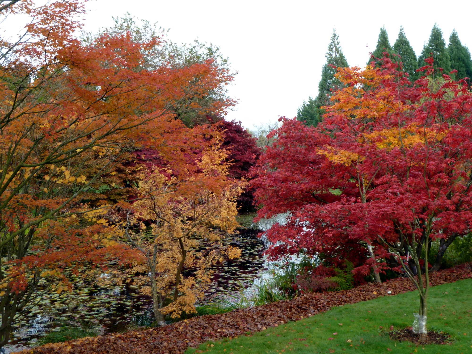 Autumn trees by a pond HD Wallpaper