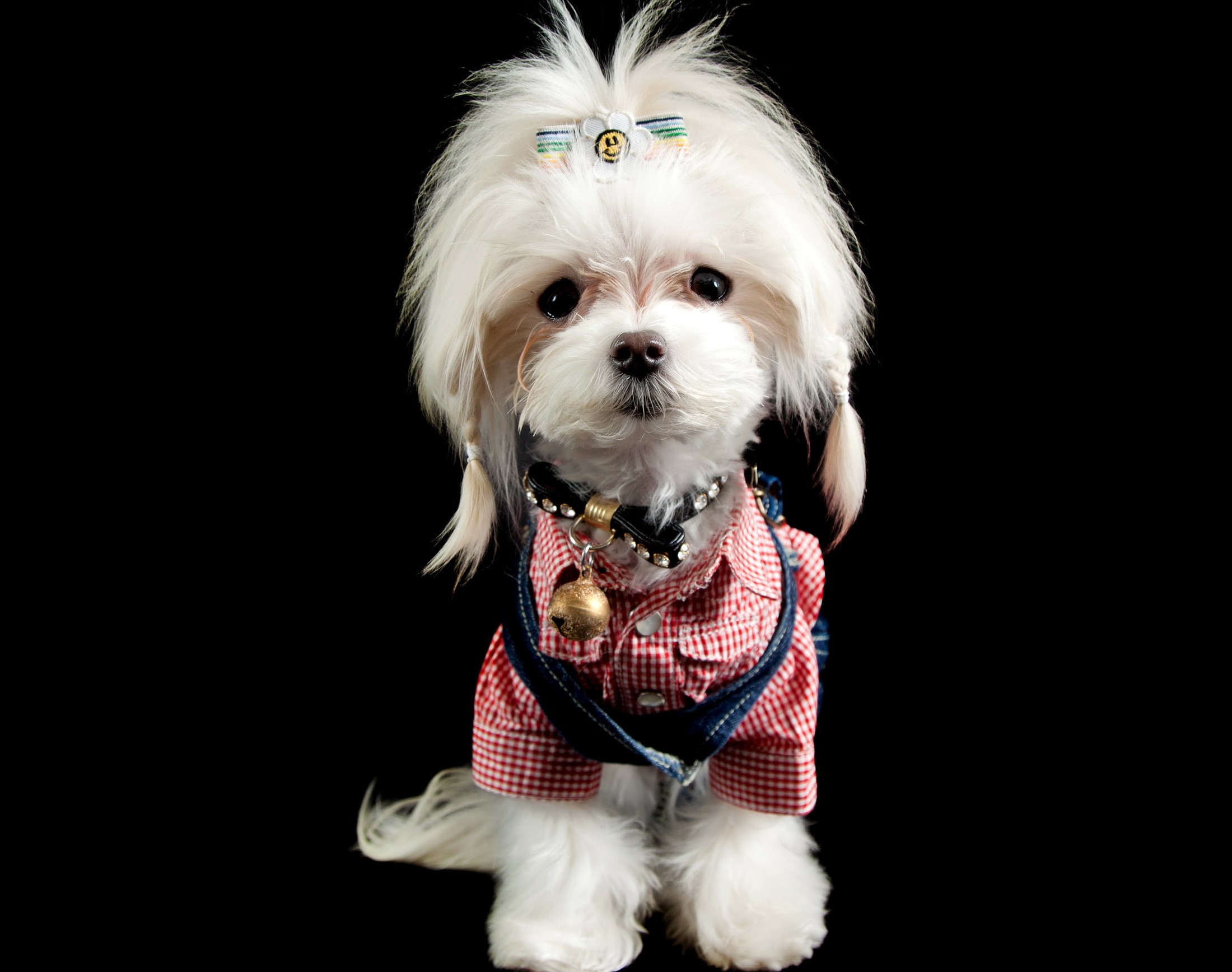 Maltese dog wearing a red checkered shirt and denim overalls HD Wallpaper