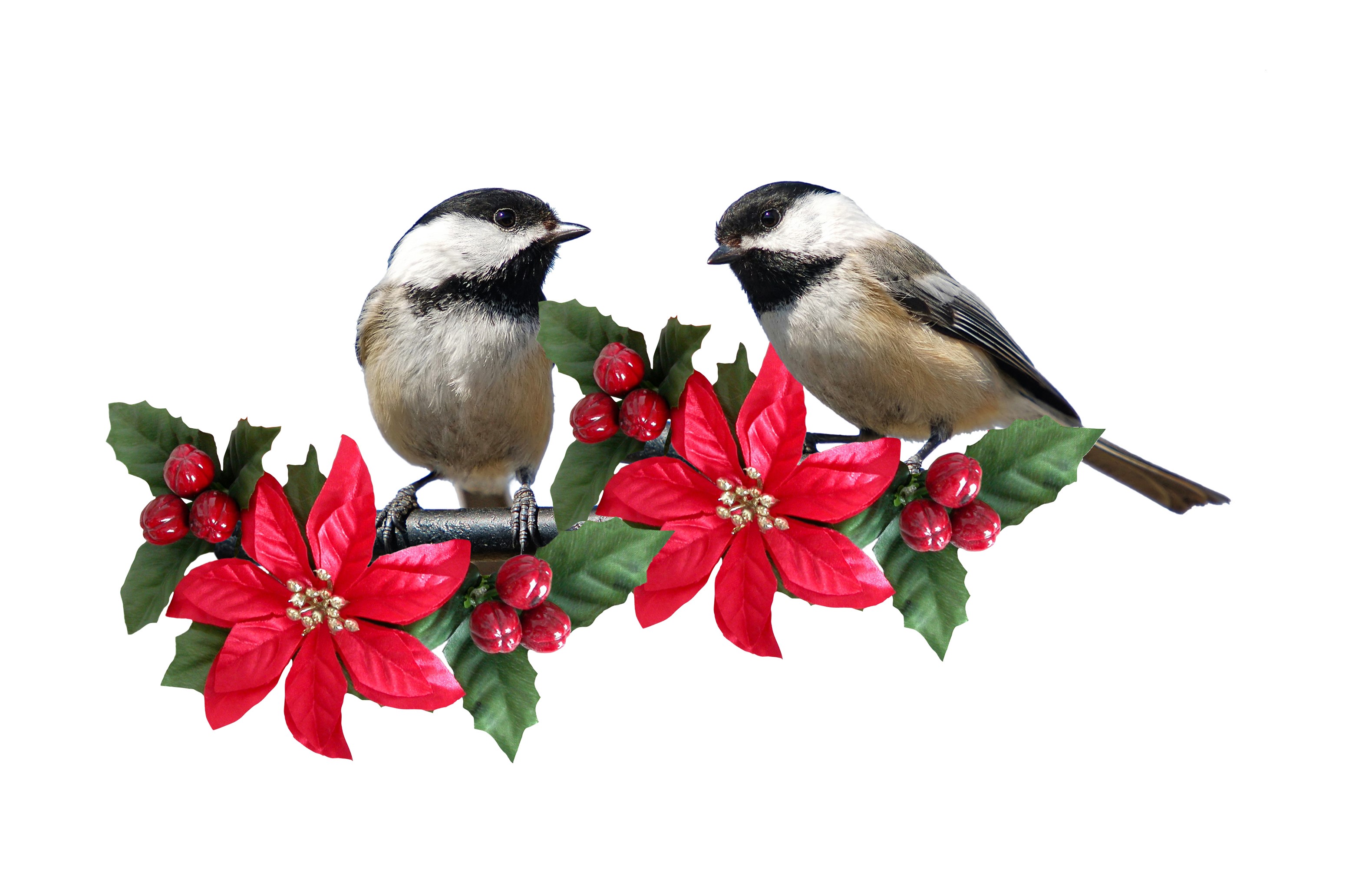 Two chickadees perched on a branch with poinsettias and berries HD Wallpaper
