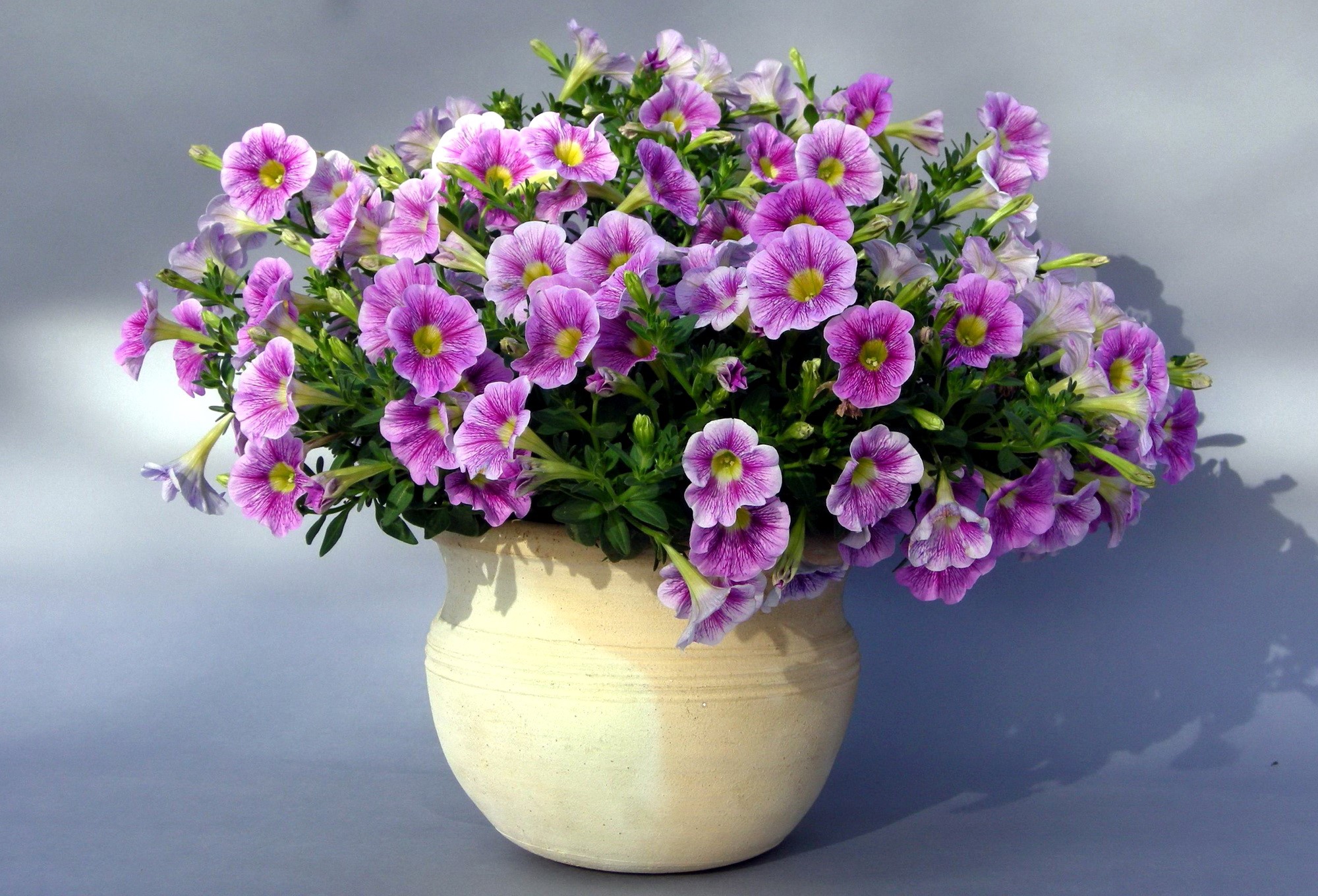 Purple petunias in a beige pot HD Wallpaper