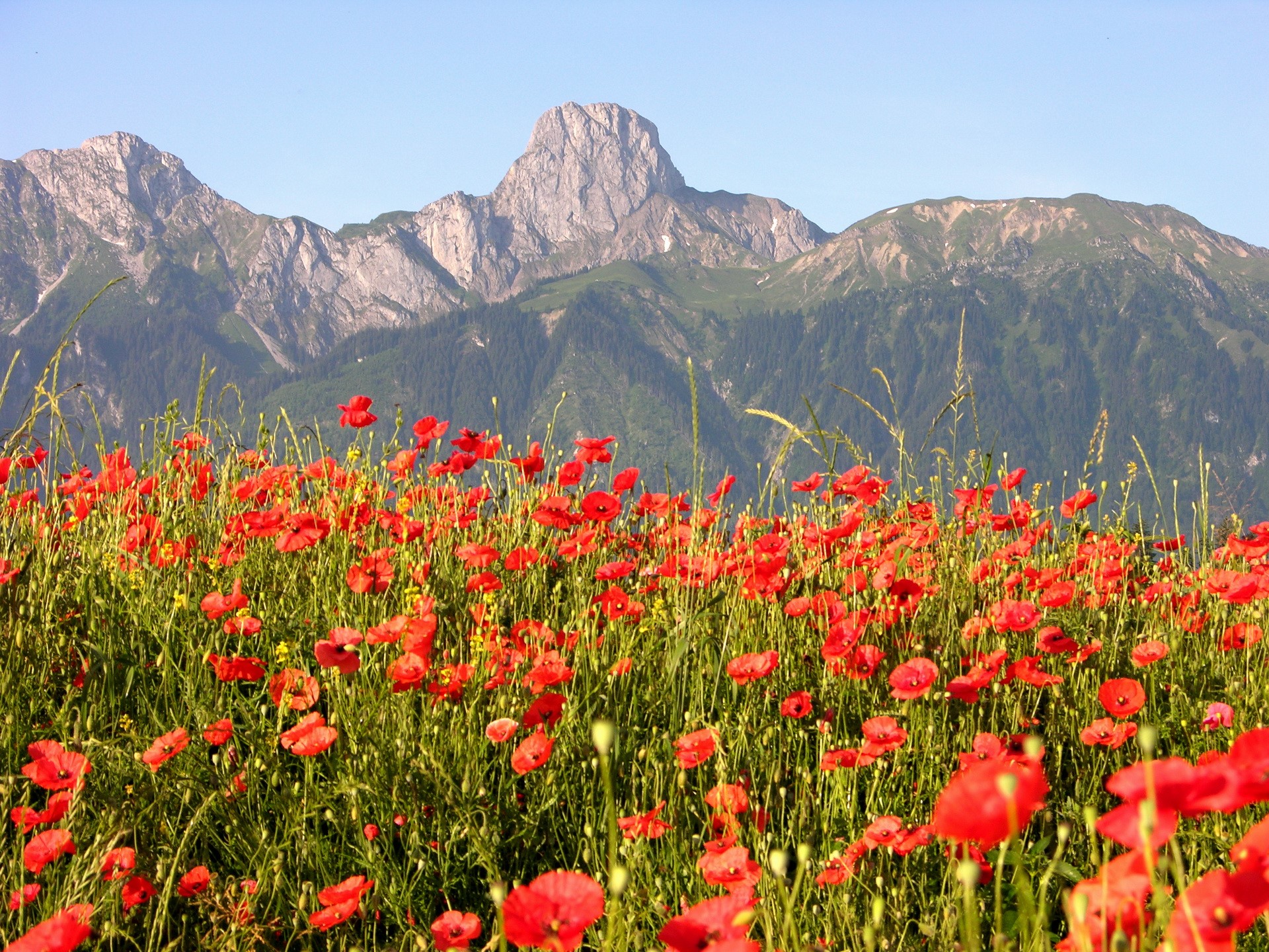 Field of red poppies with mountains in the background HD Wallpaper