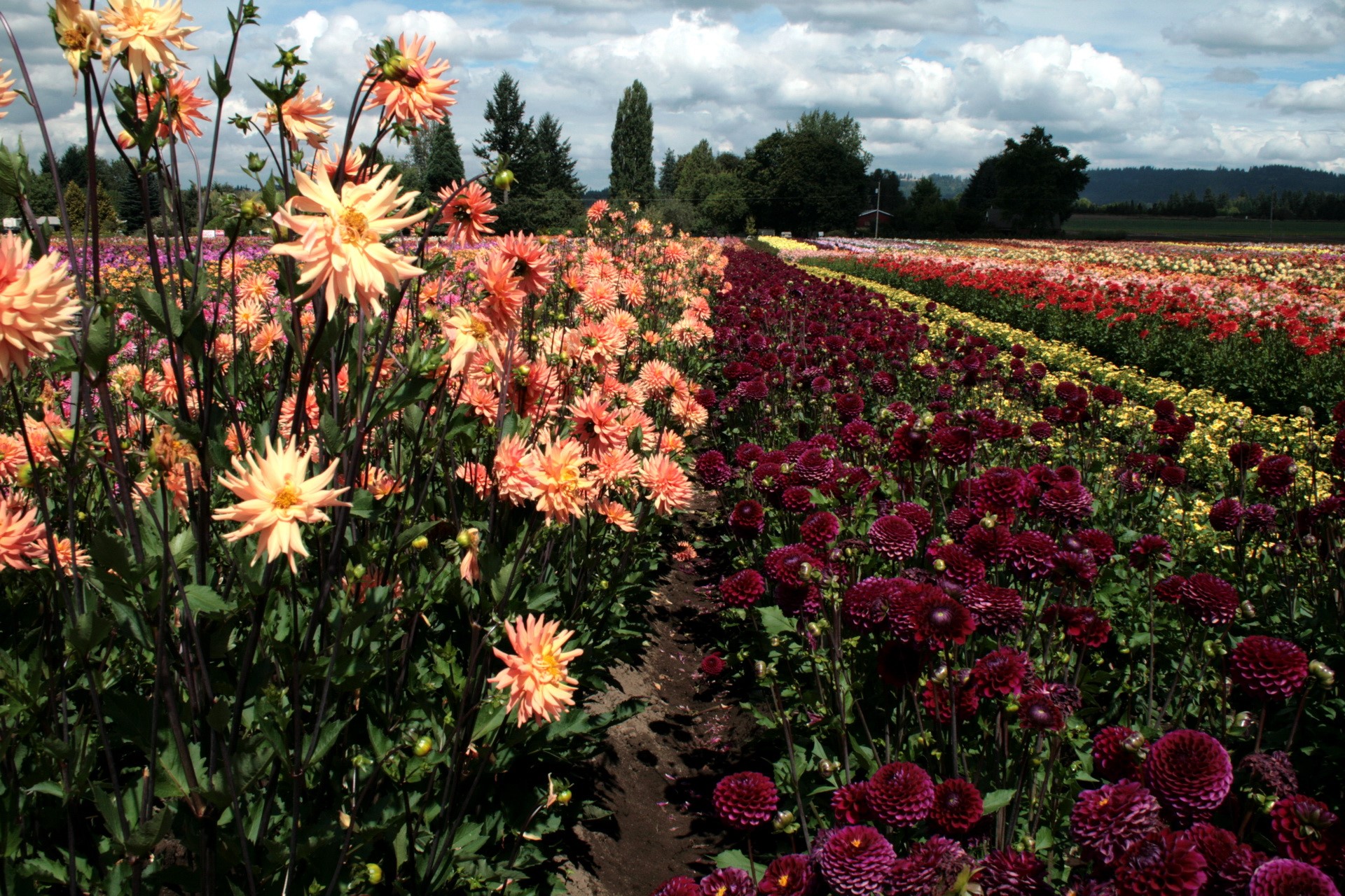 Field of Dahlias in Bloom HD Wallpaper