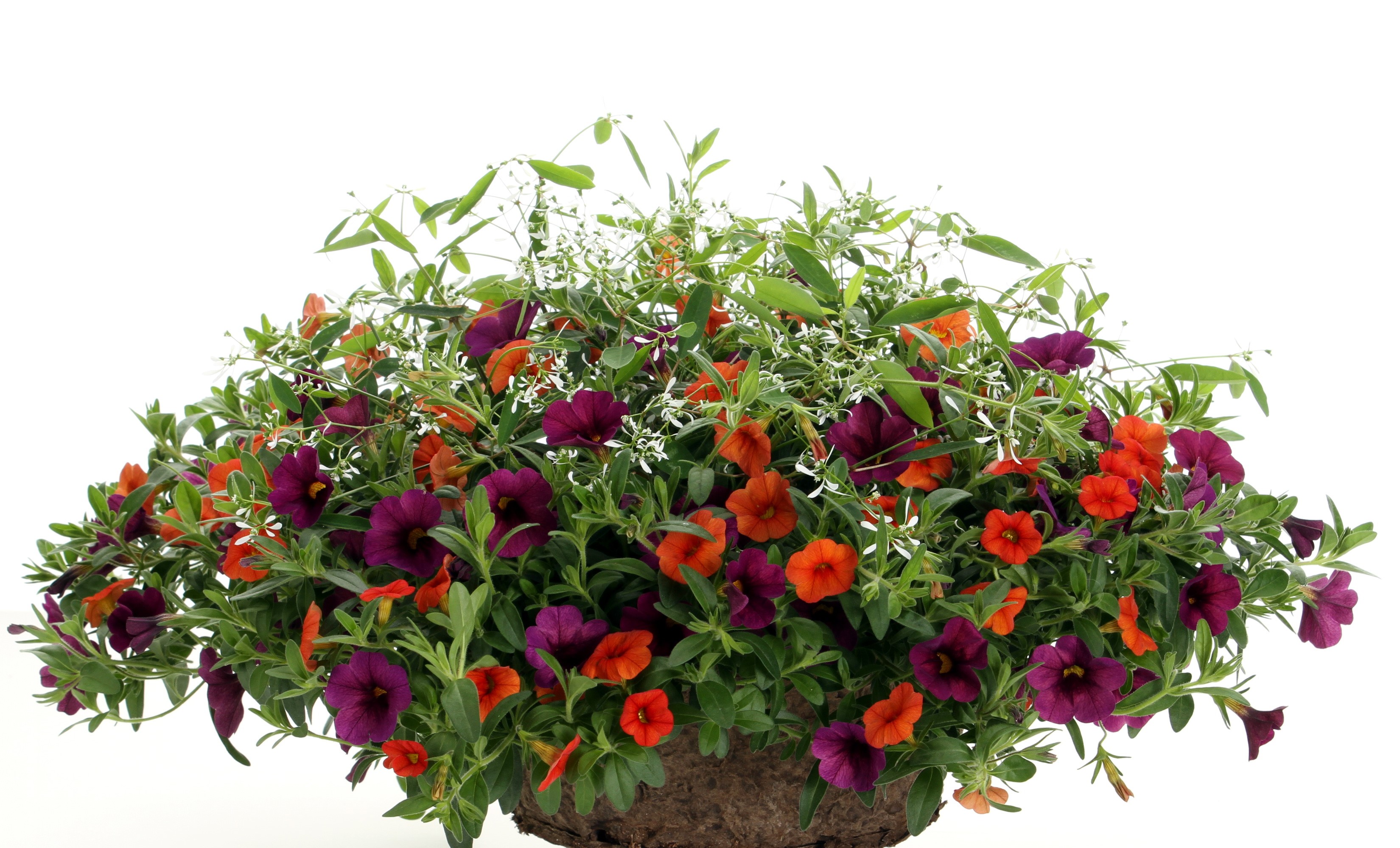 Calibrachoa flowers in a basket HD Wallpaper