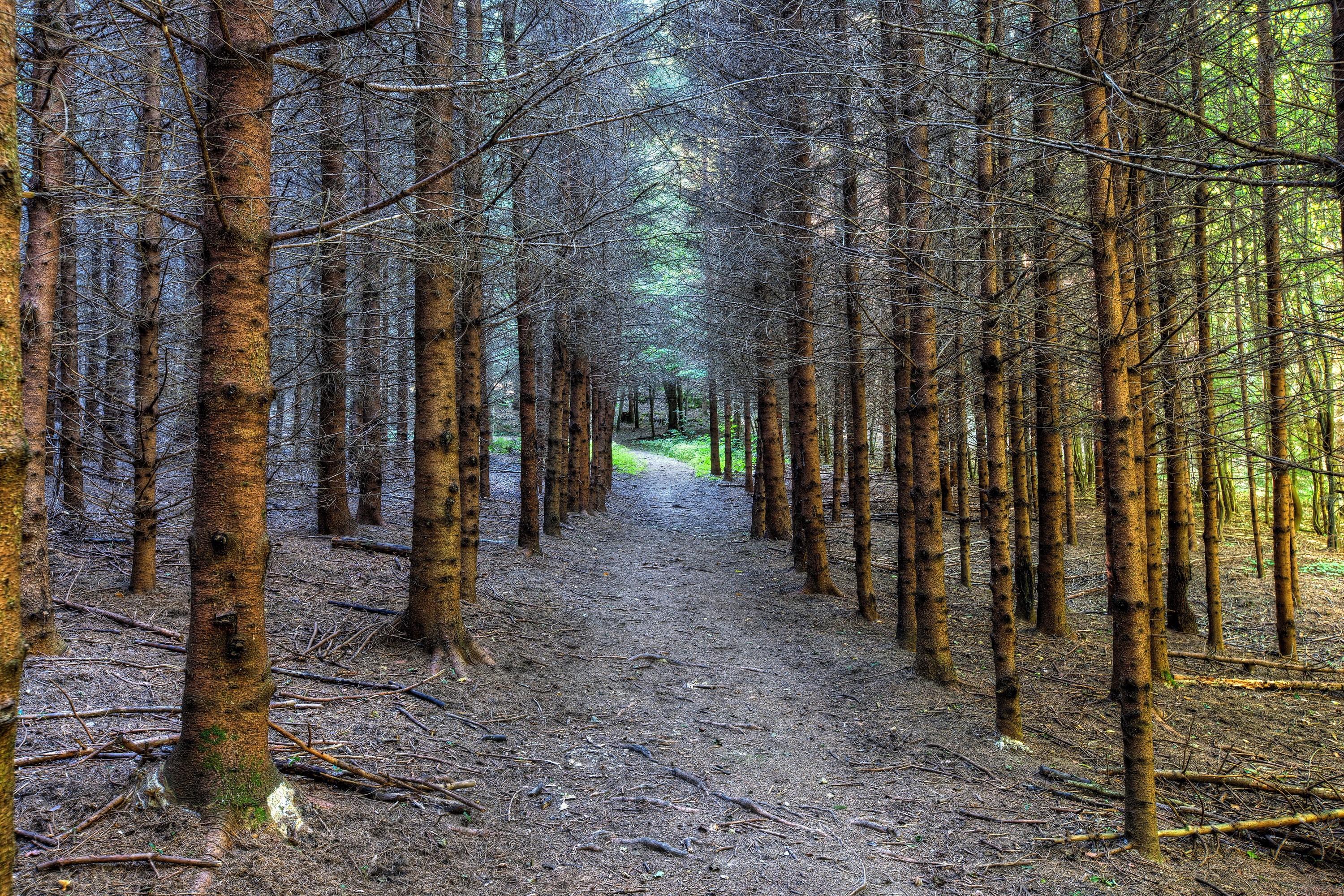 A dirt path winds through a dense forest of tall trees. HD Wallpaper