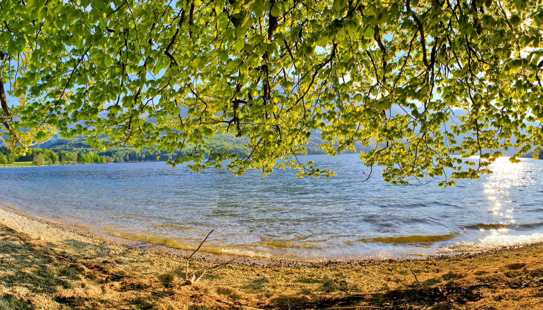 Lake Bohinj, Slovenia, with overhanging tree branches HD Wallpaper