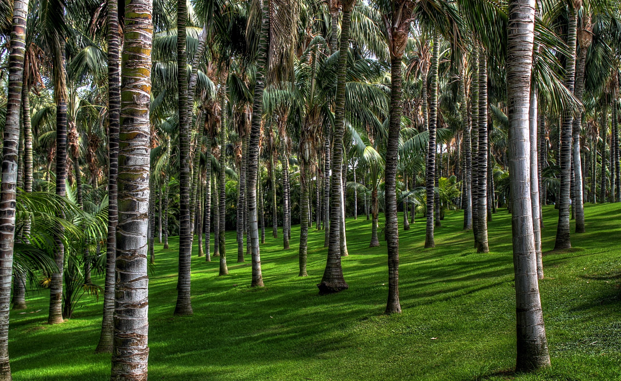 Palm tree forest with green grass HD Wallpaper