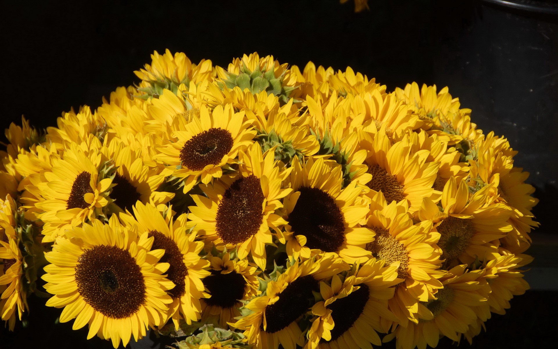 A large bouquet of bright yellow sunflowers HD Wallpaper