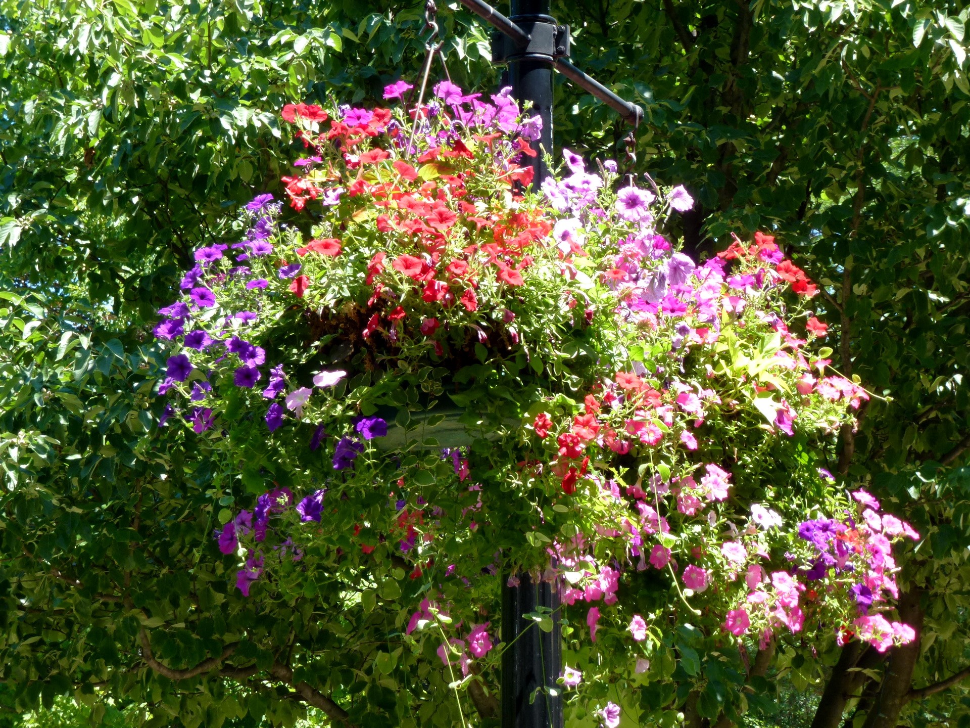 Hanging basket of colorful petunias HD Wallpaper