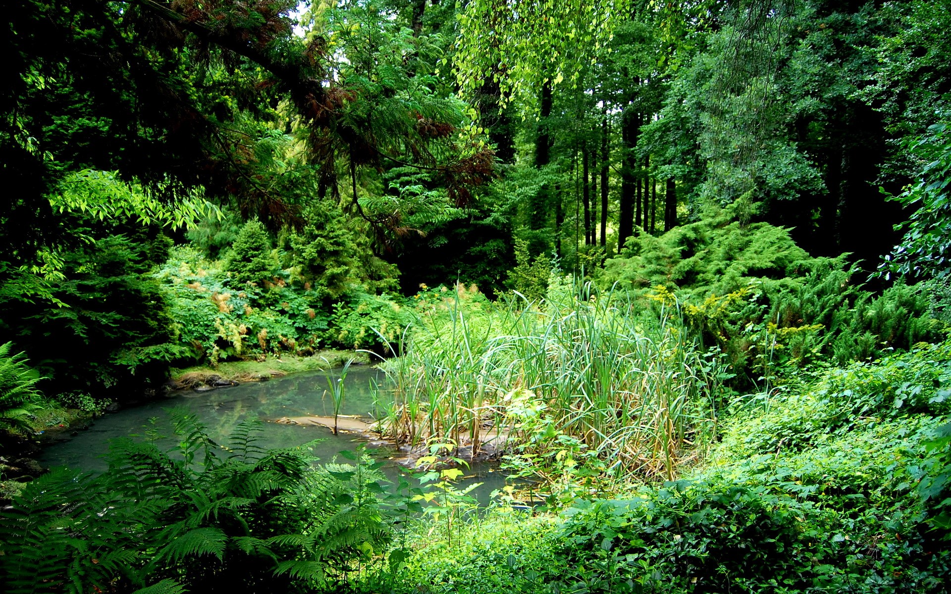 A dense forest with a small pond and reeds HD Wallpaper