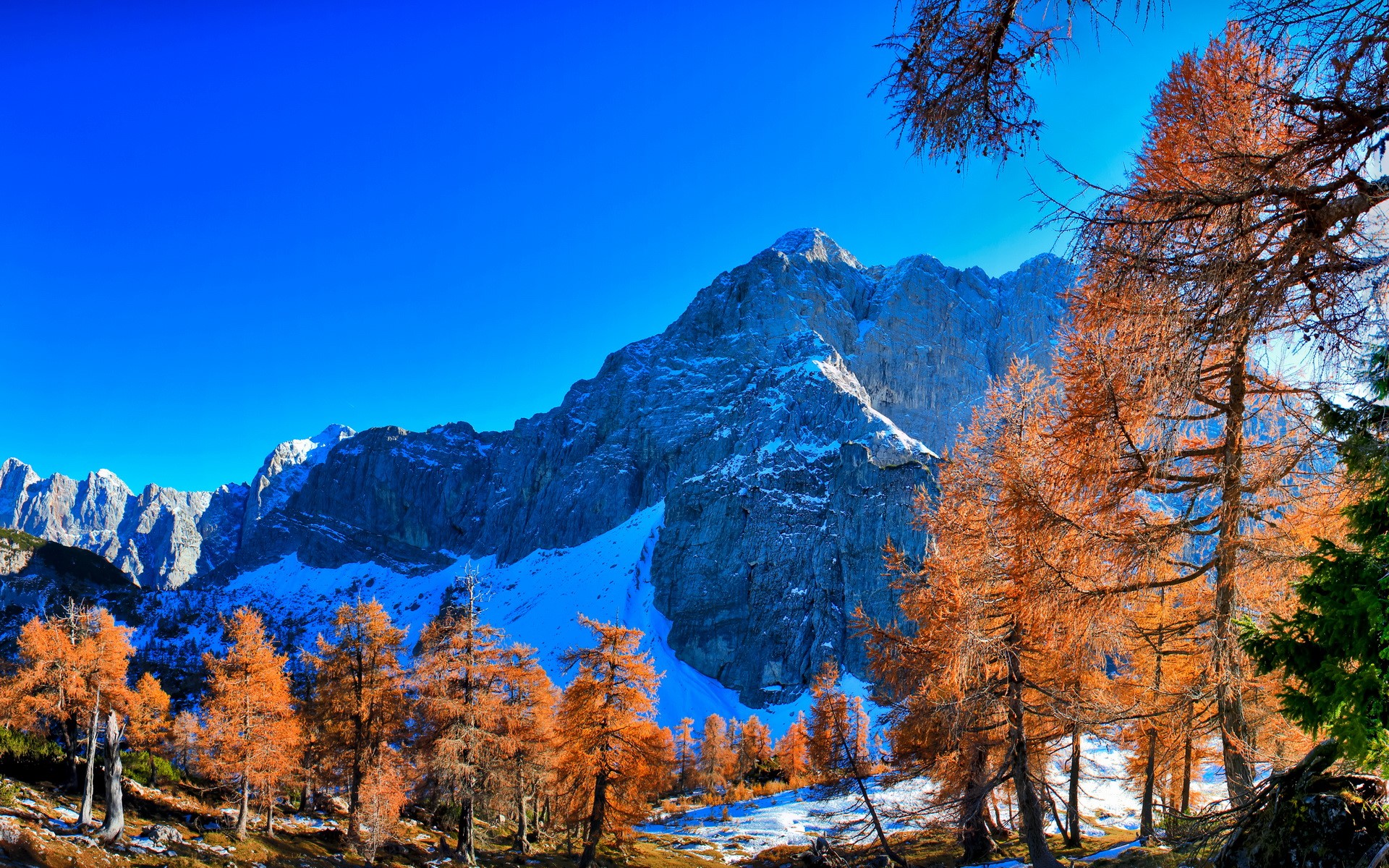 Autumn trees in front of snow-capped mountains HD Wallpaper