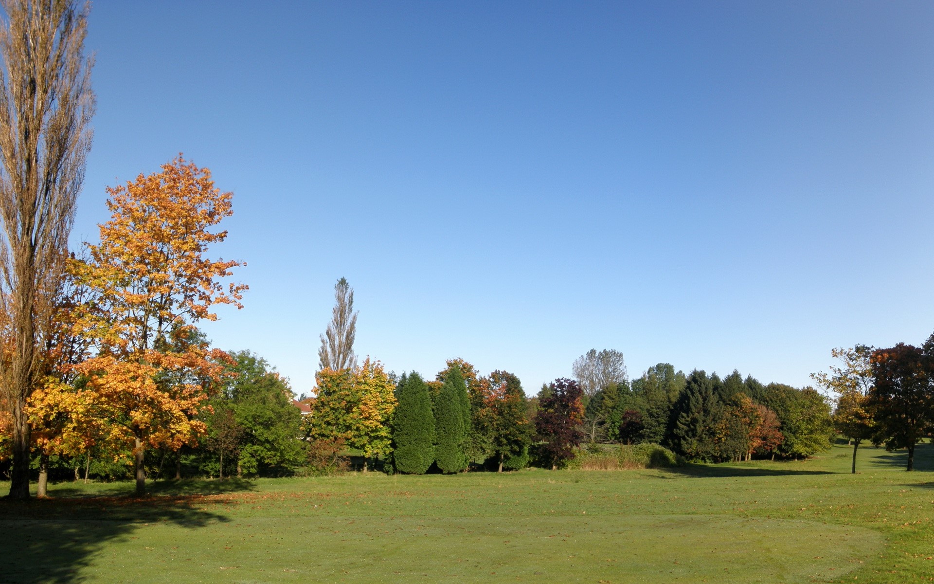Autumn trees in a park with a clear blue sky HD Wallpaper