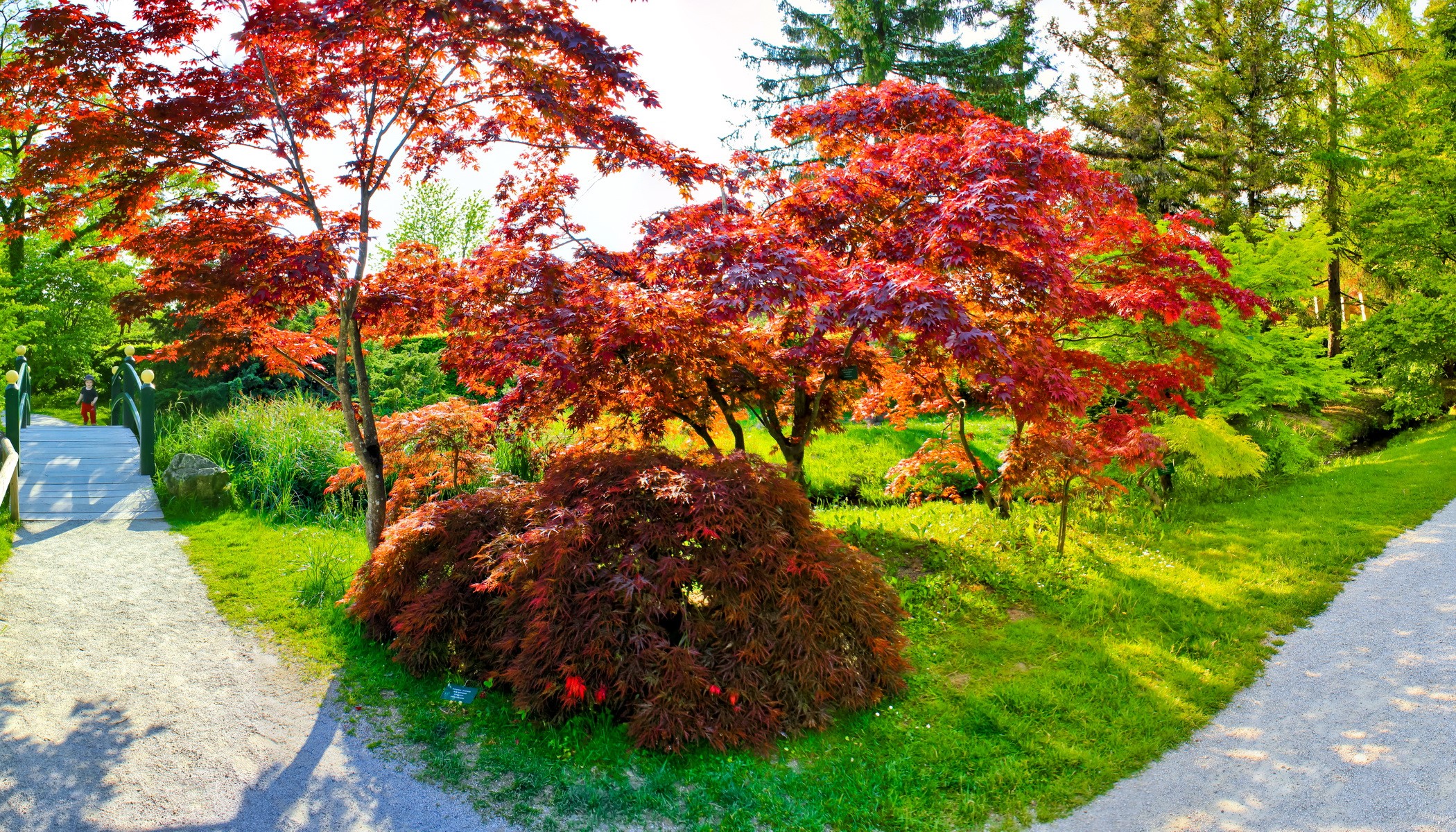Japanese Maple trees in a garden with a bridge HD Wallpaper