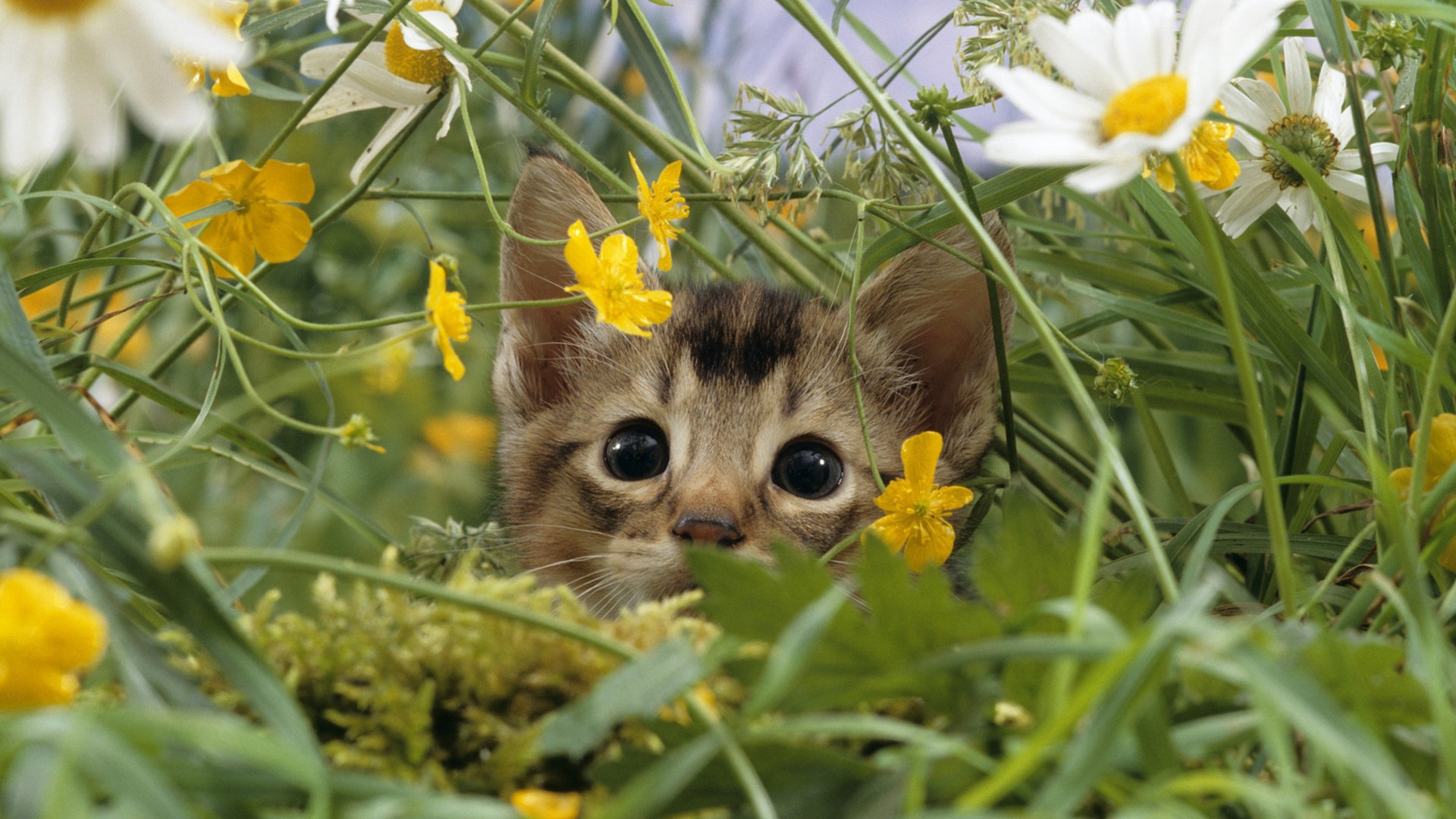 Kitten peeking through flowers and grass HD Wallpaper